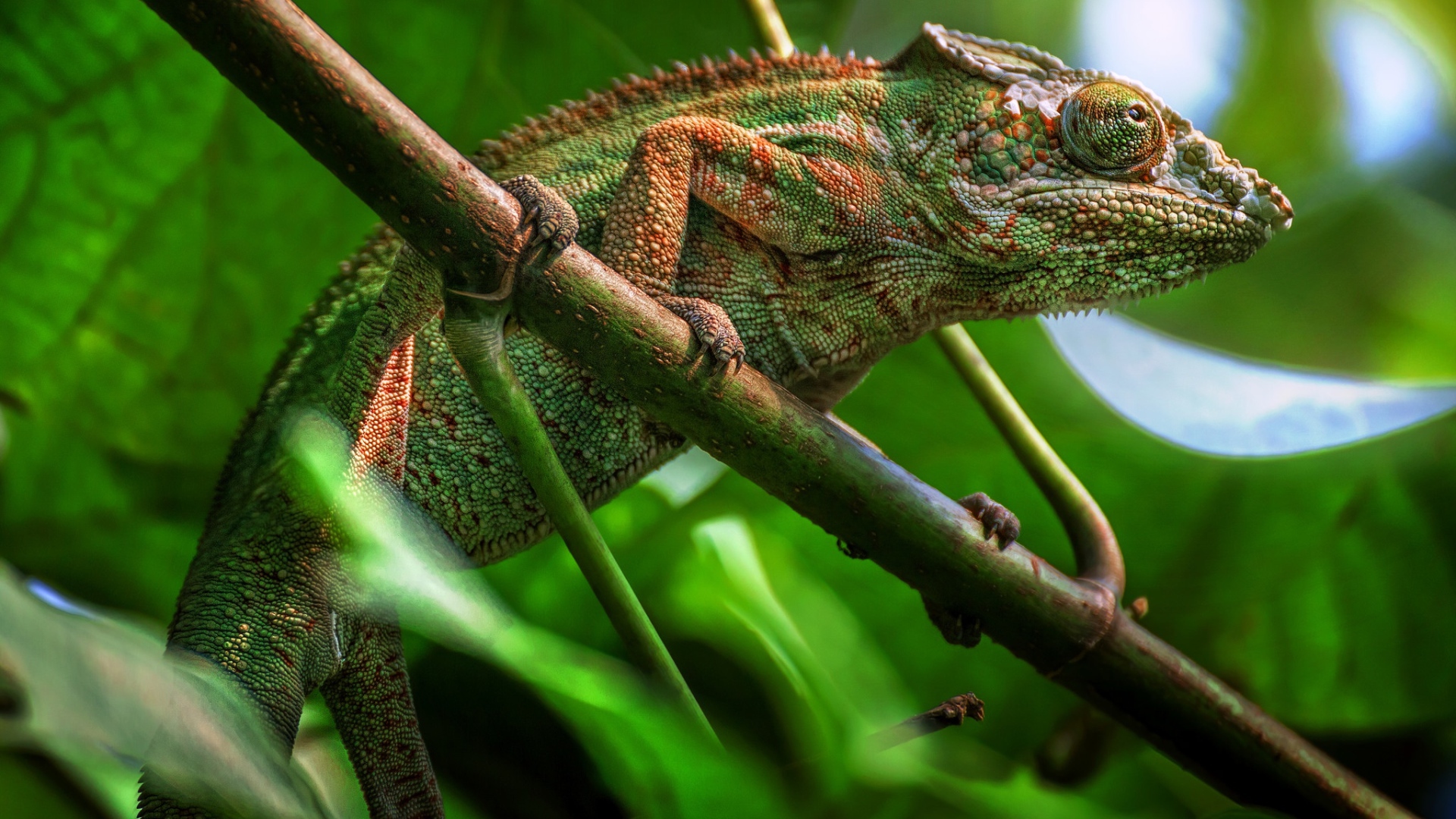 Большой зеленый хамелеон сидит на ветке