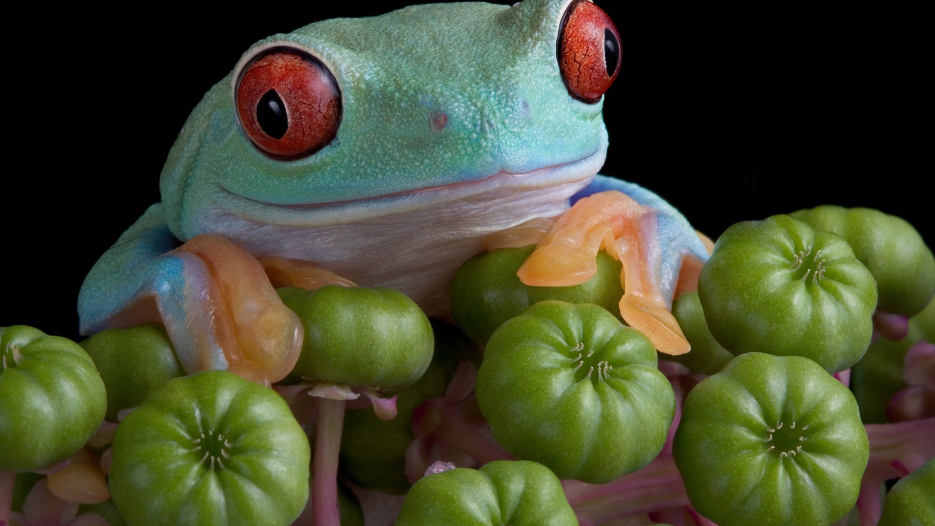 Большая зеленая лягушка с красными глазами