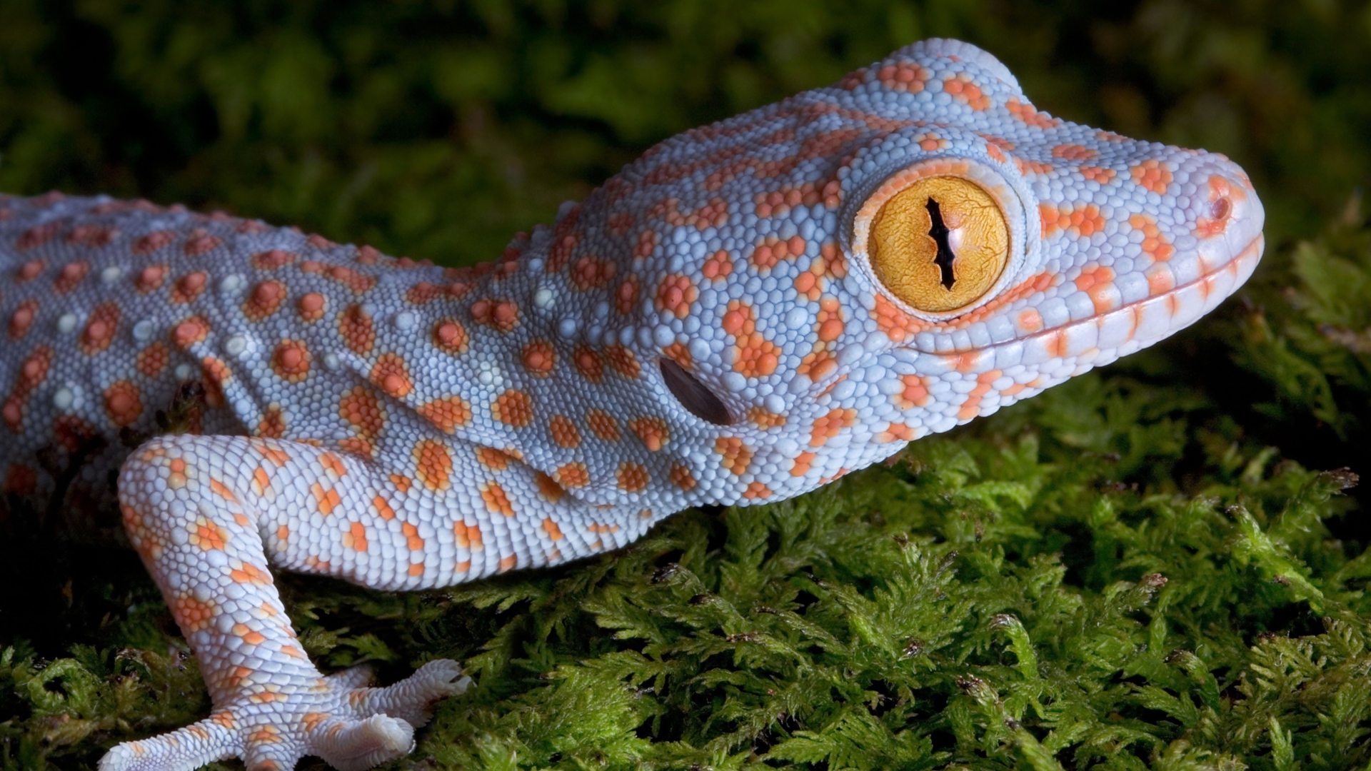 Геккон с большими желтыми глазами