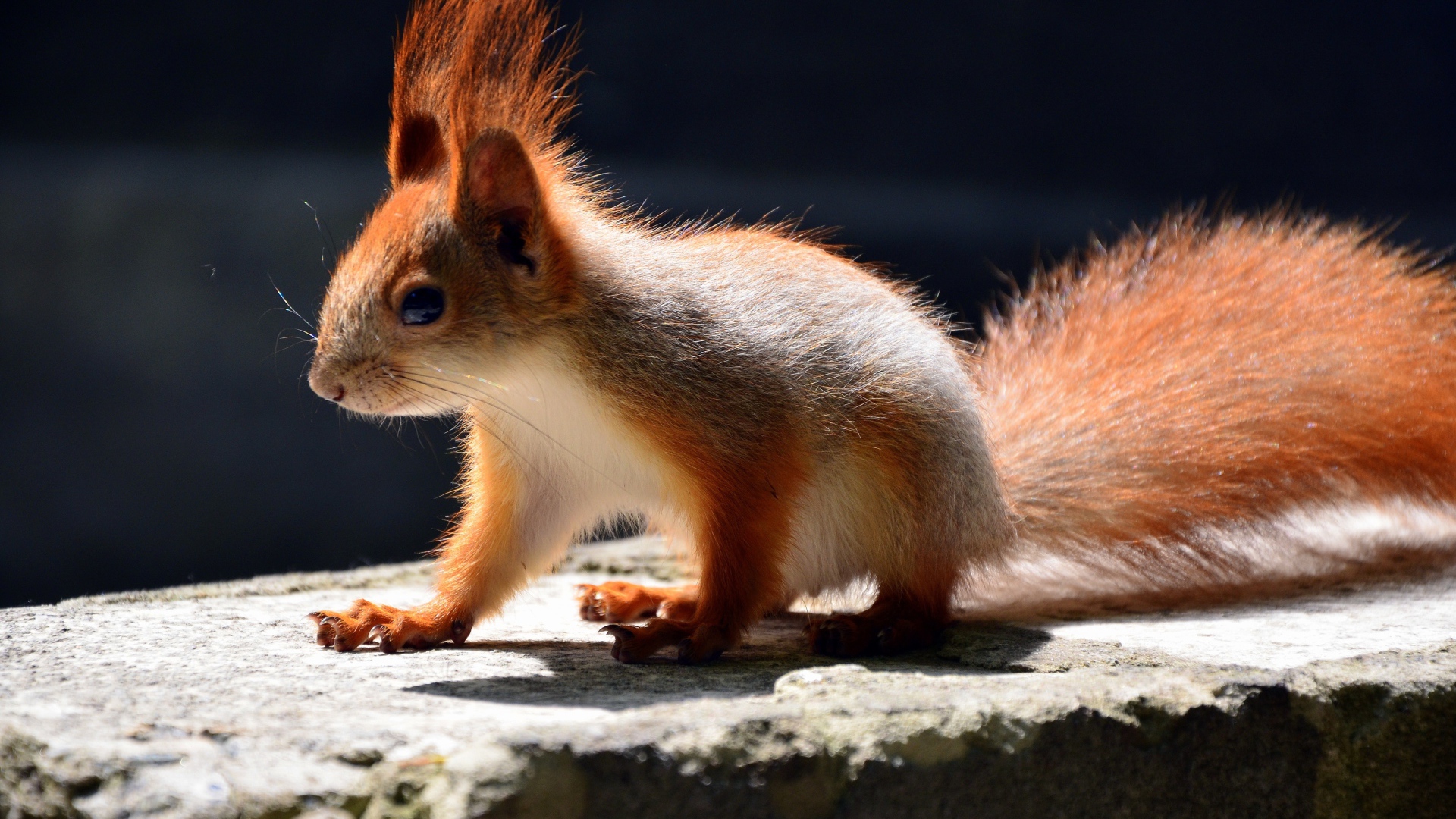 Маленькая белочка в лучах солнца