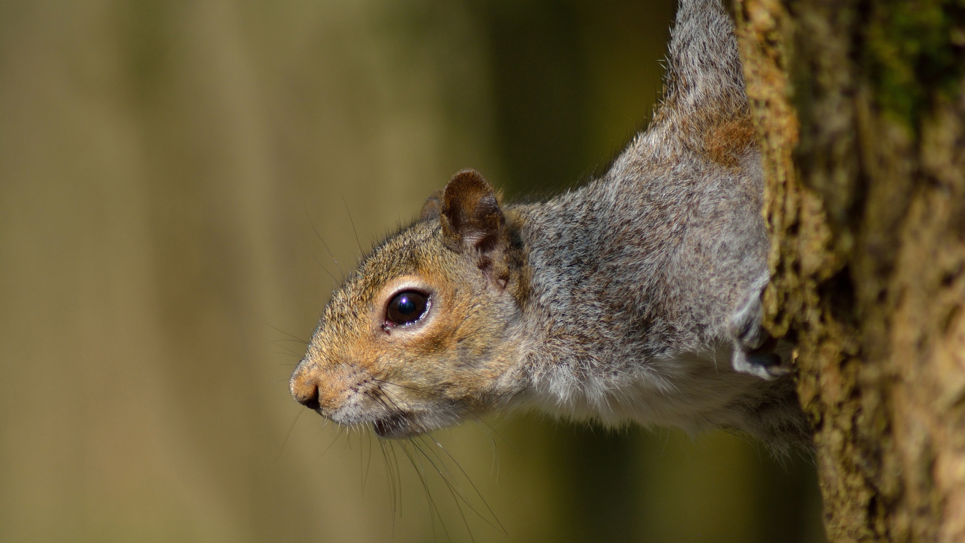 Любопытная белка на дереве