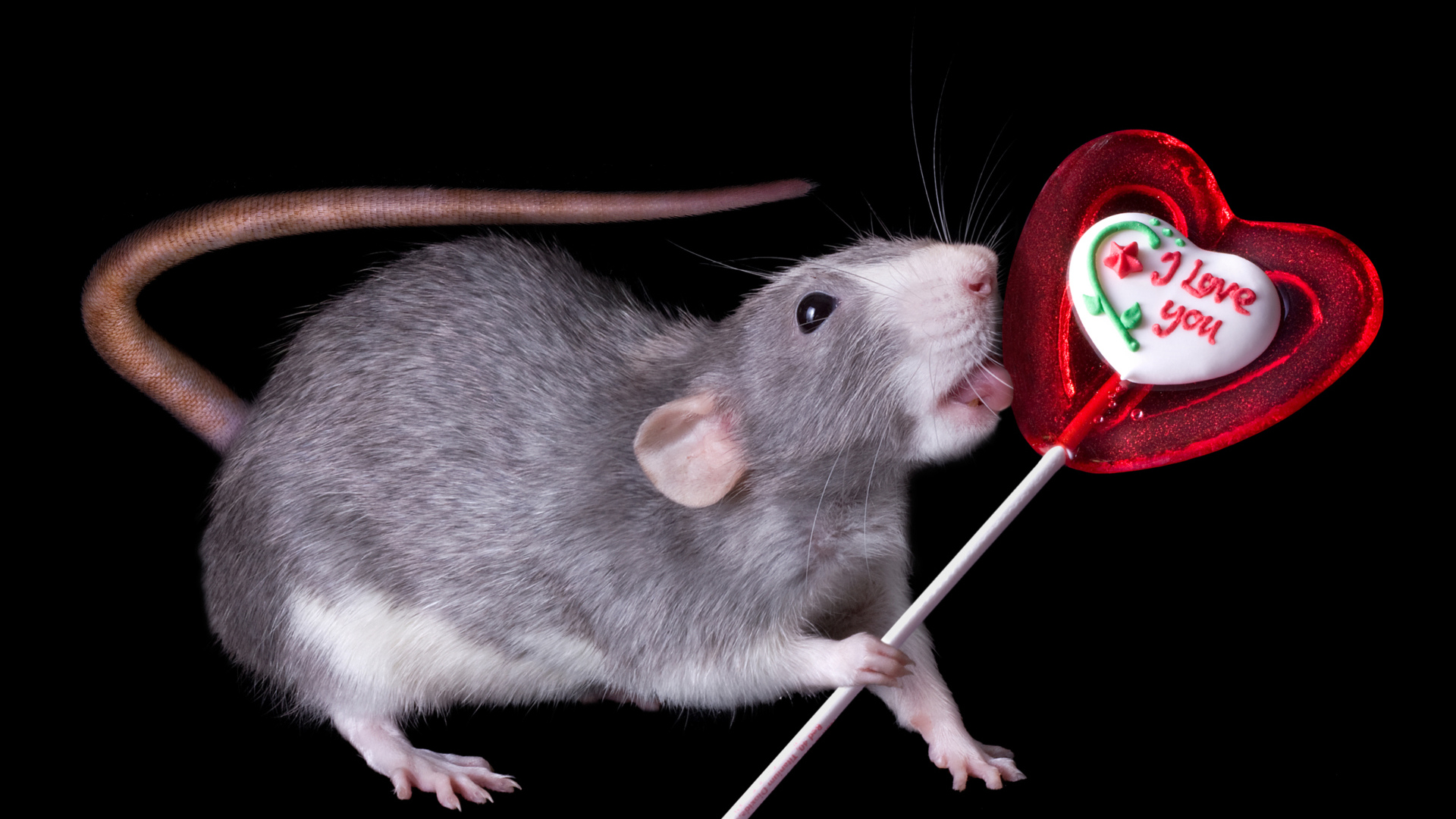Серая крыса с леденцом на черном фоне