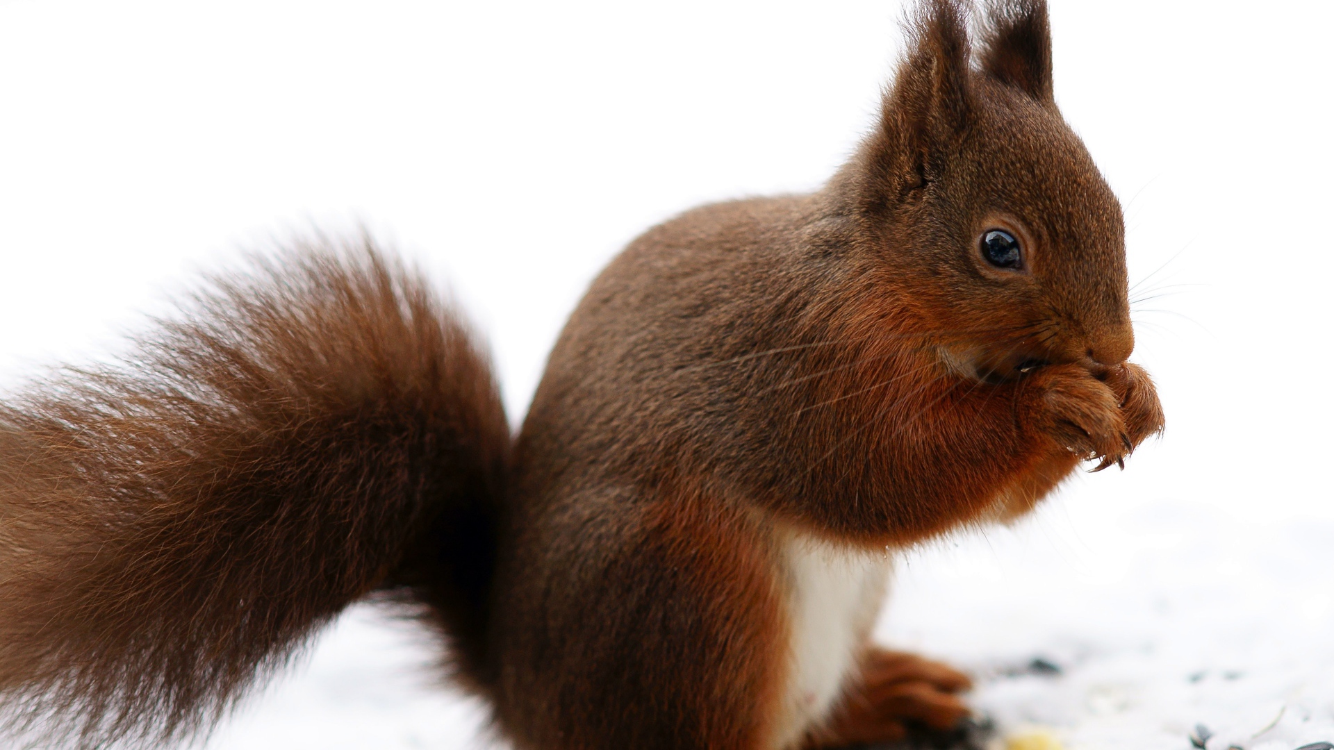 Рыжая белка сидит на снегу