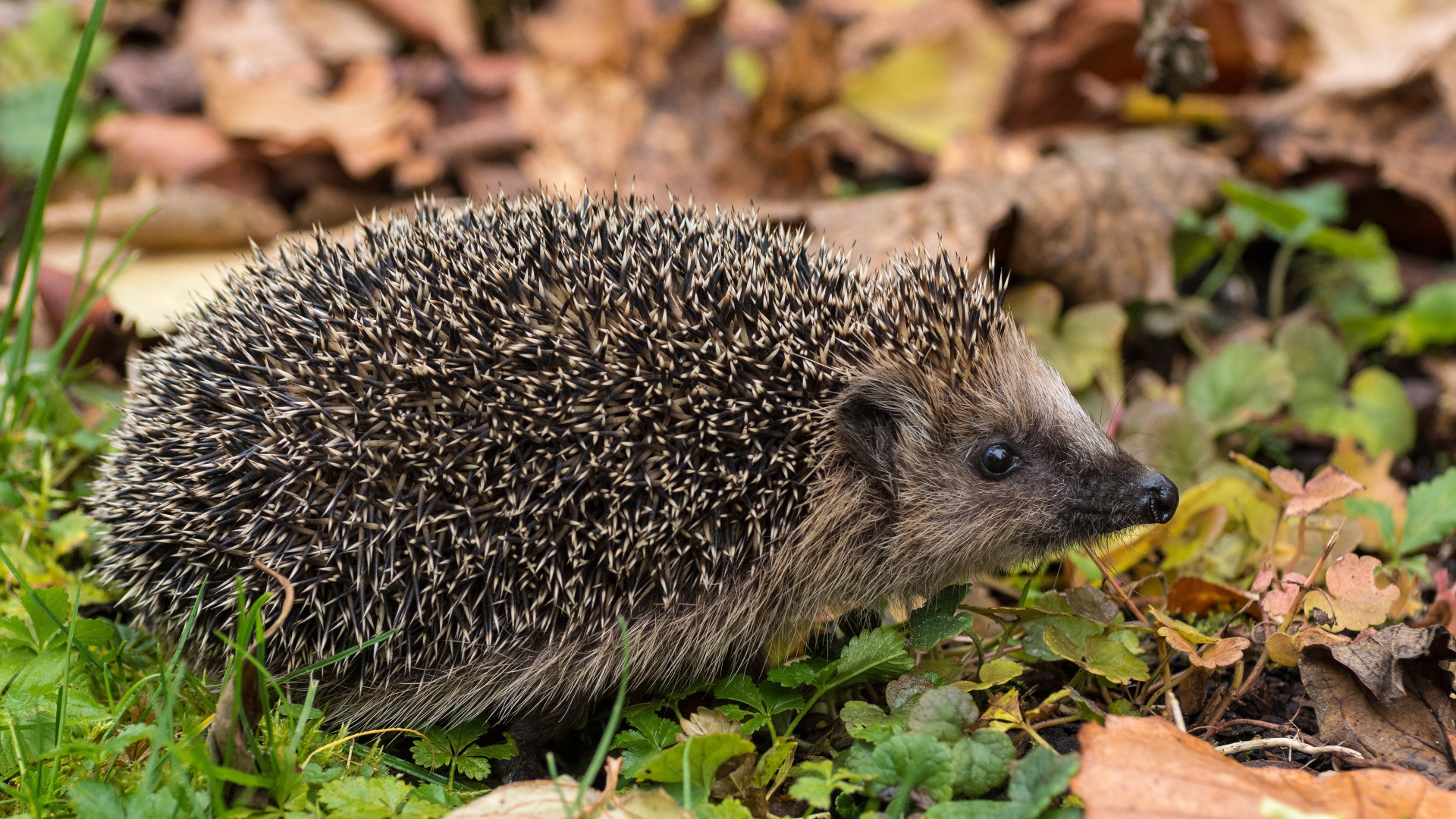 Колючий еж на земле с сухими листьями осенью 