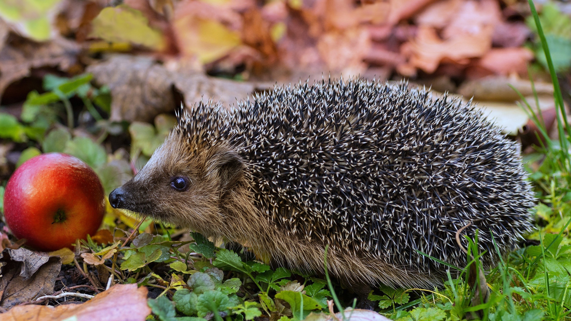 Колючий еж с красным яблоком в зеленой траве