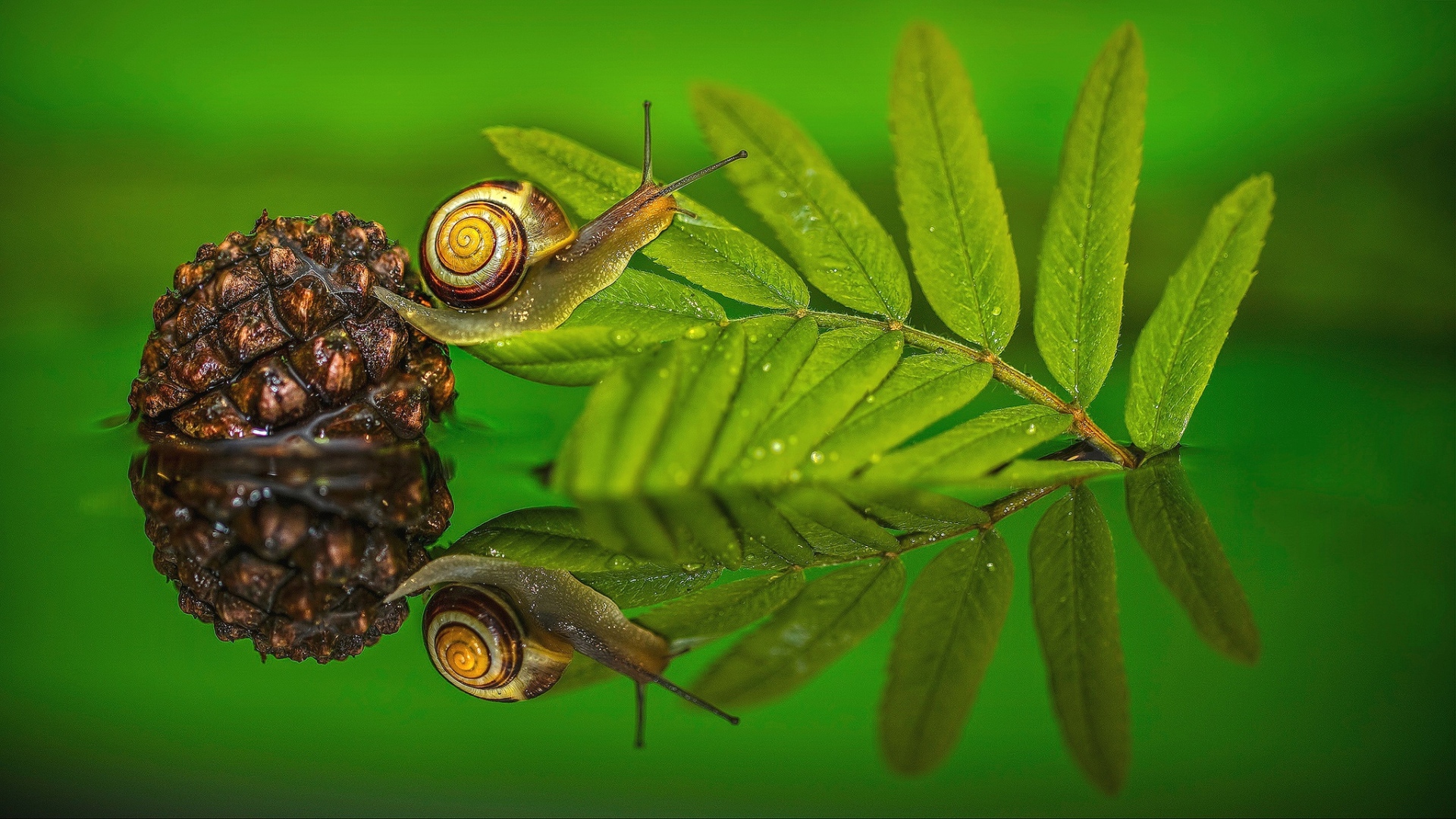 Улитка на зеленом листе в воде 