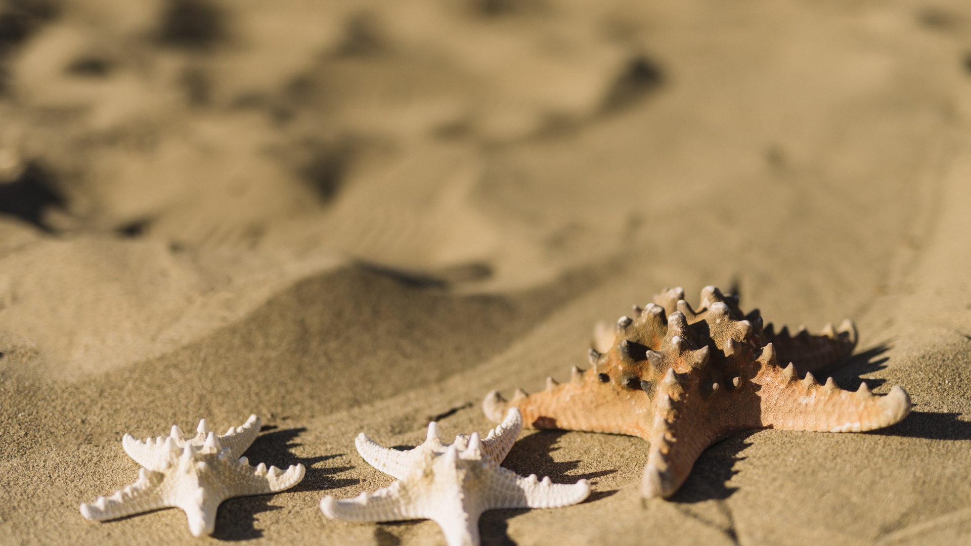 Морские звезды на песке 