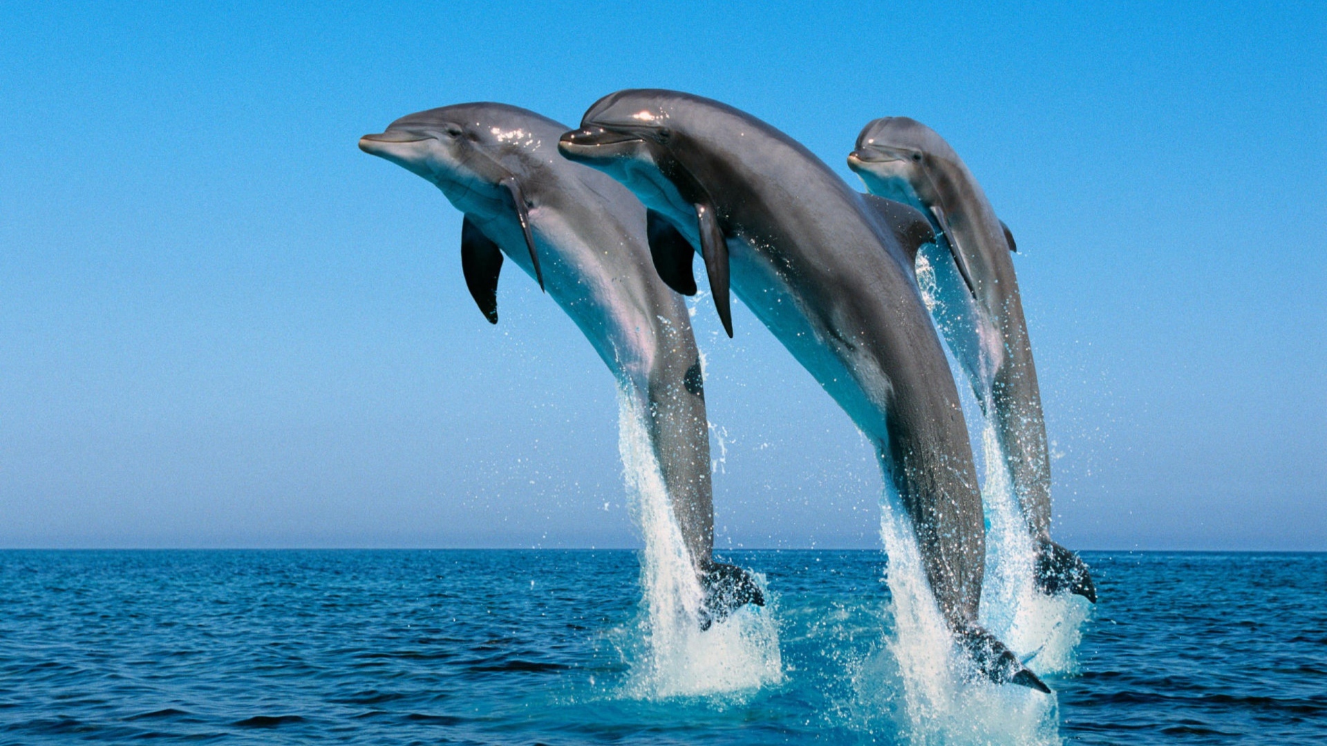 Три дельфина выпрыгивают из воды 