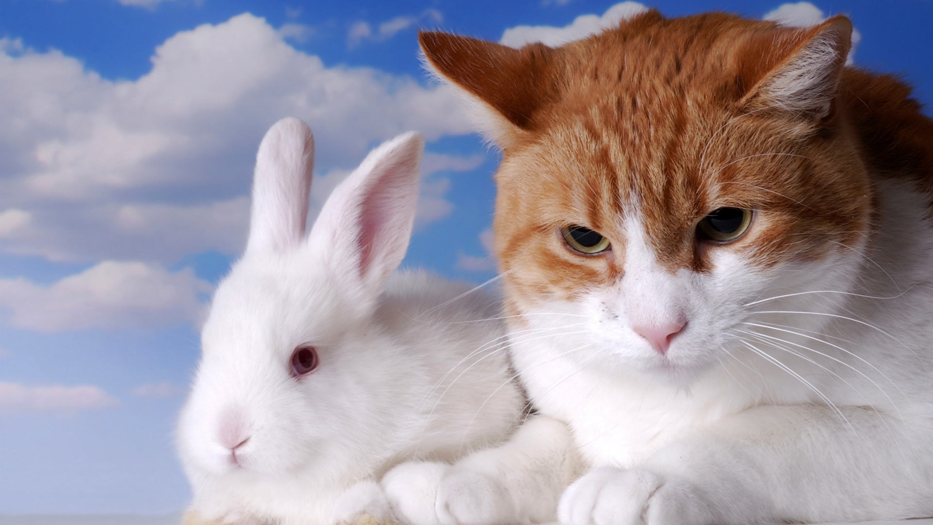Хмурый рыжий кот и белый декоративный кролик на фоне неба