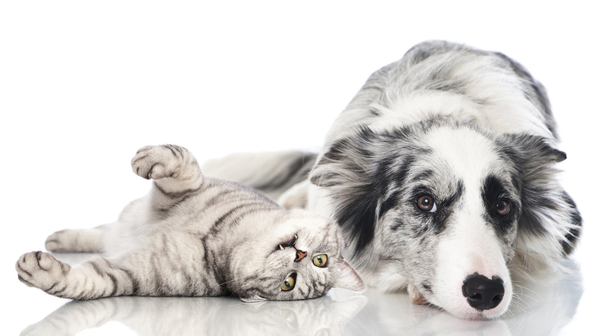 Австралийская овчарка и шотландский кот на белом фоне