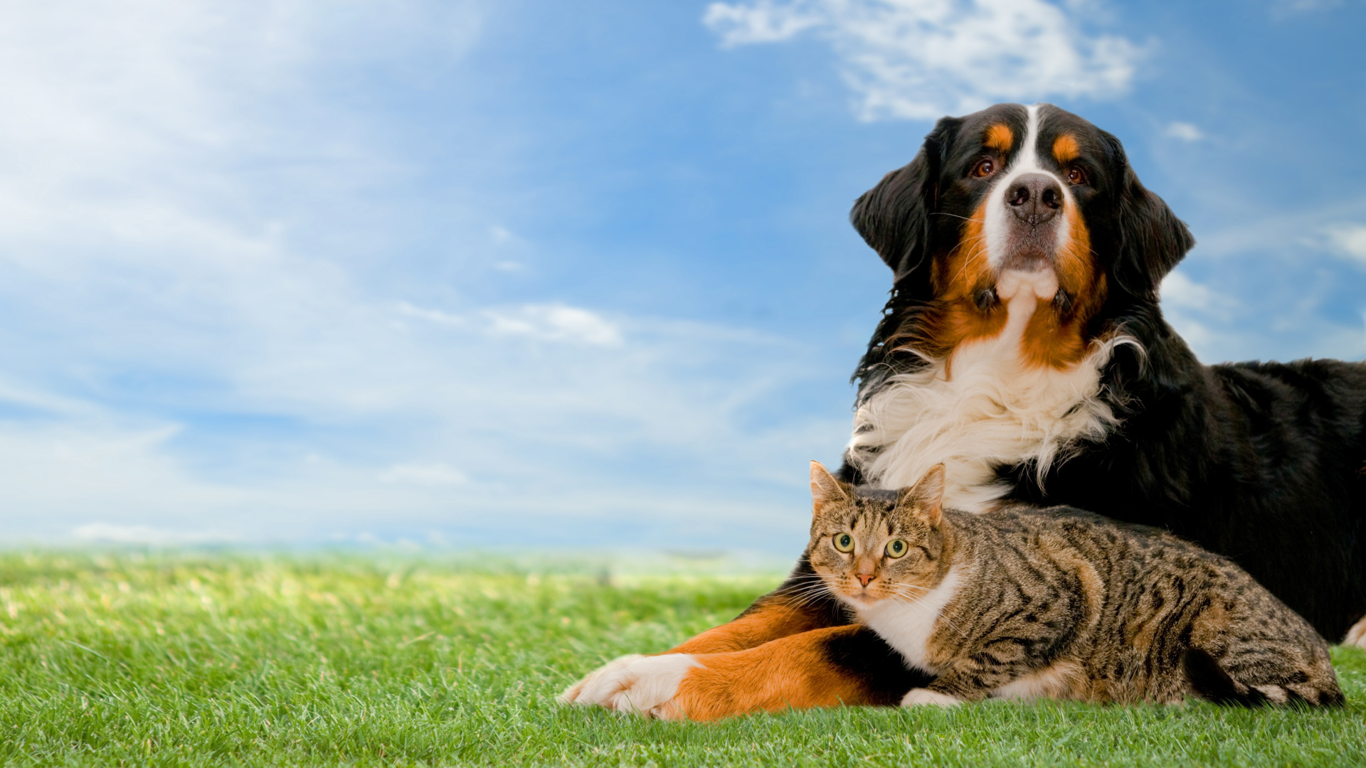 Собака породы Бернский зенненхунд с серым котом на траве