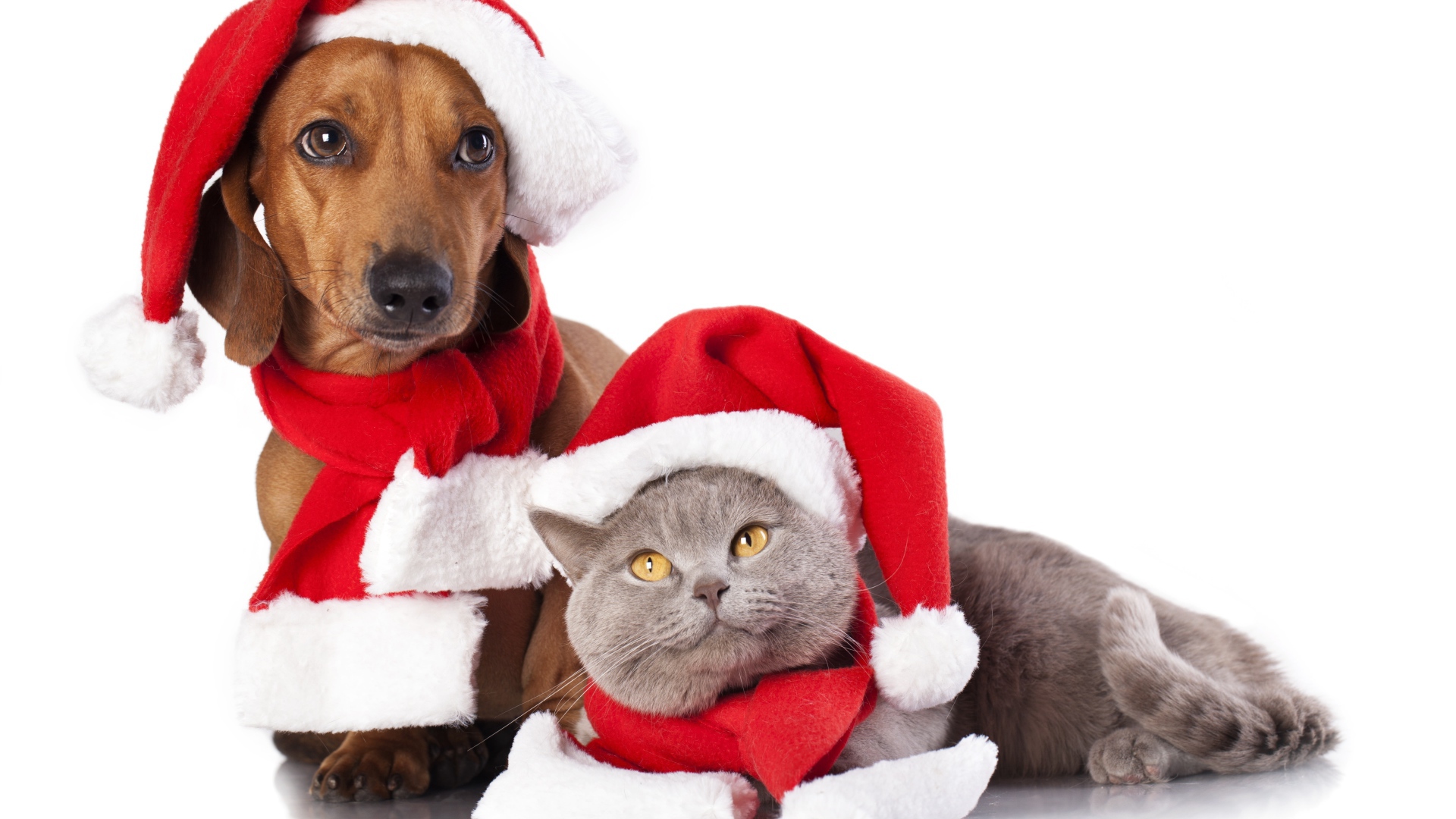 Такса и британский кот в новогодних шапках на белом фоне