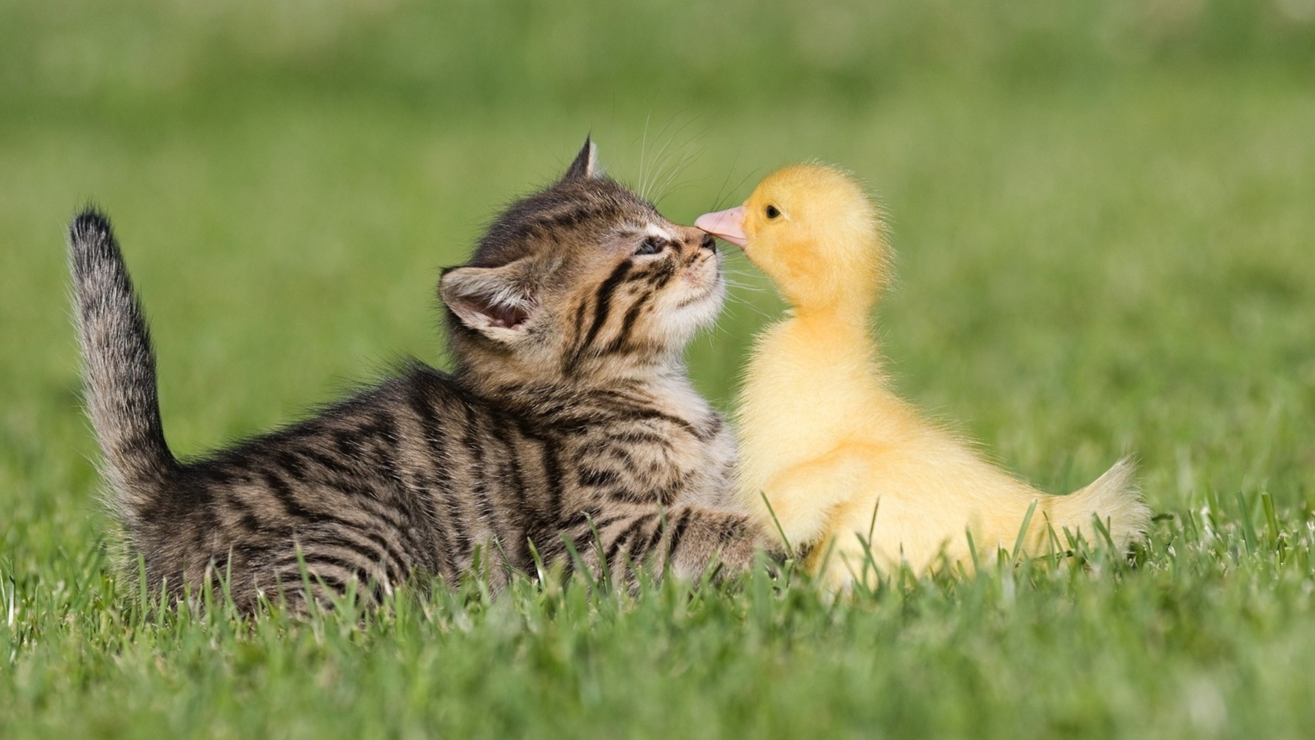 Маленький серый котенок с утенком на зеленой траве