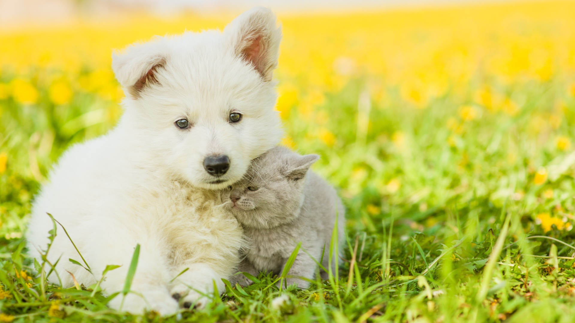 Маленький белый щенок с серым котенком на траве 