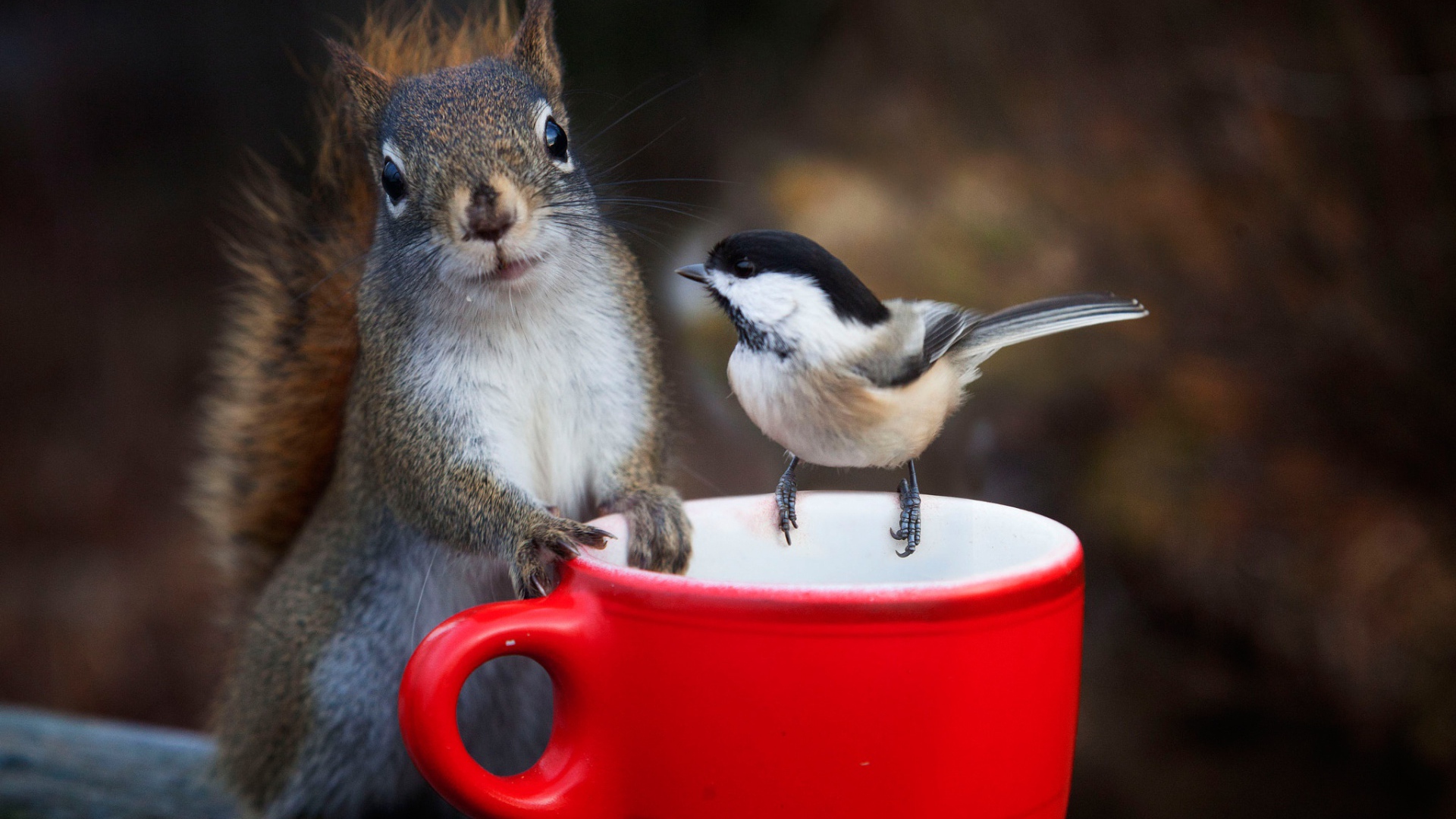 Белка и воробей у красной чашки 