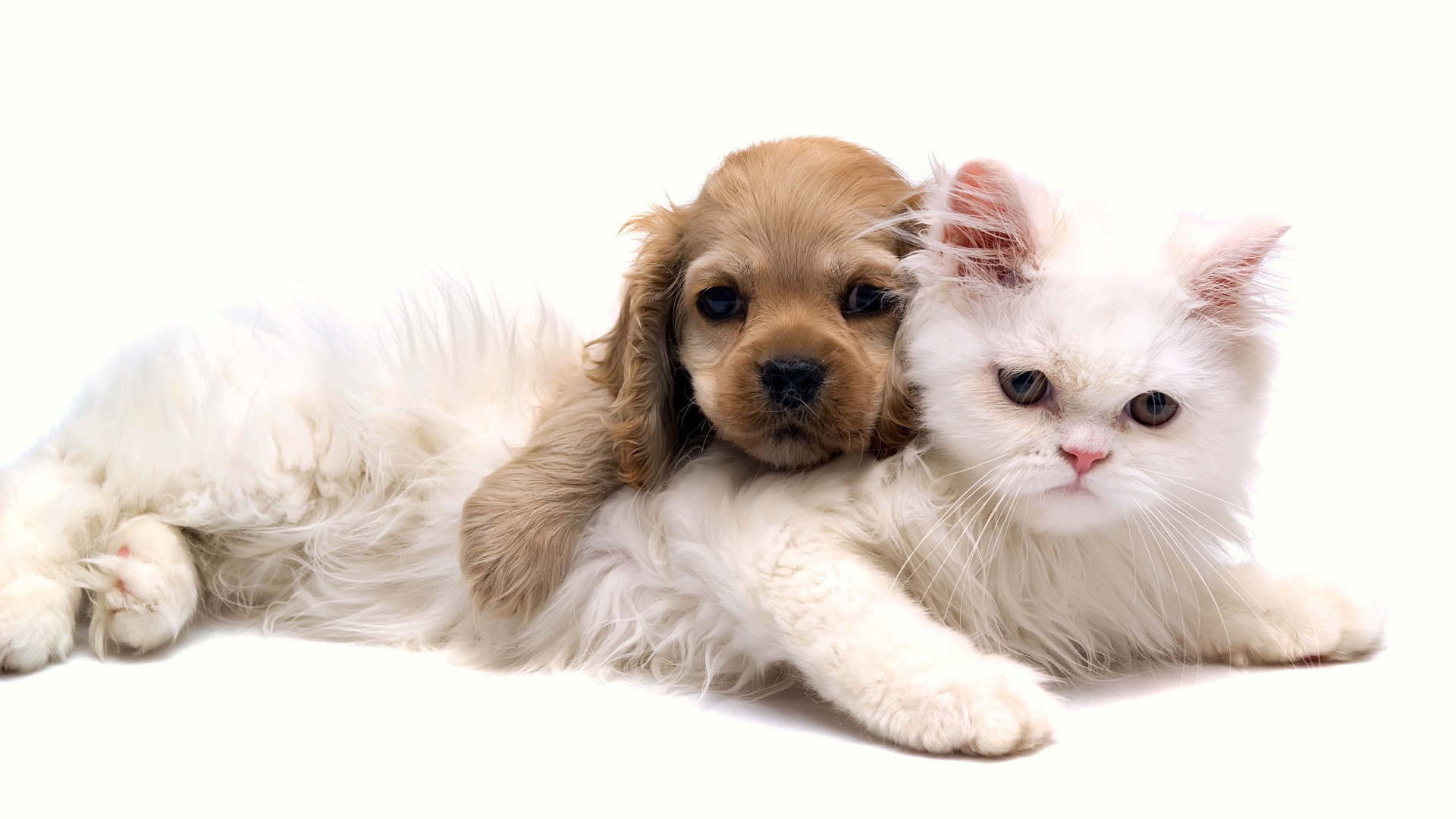 Белый кот с щенком на белом фоне