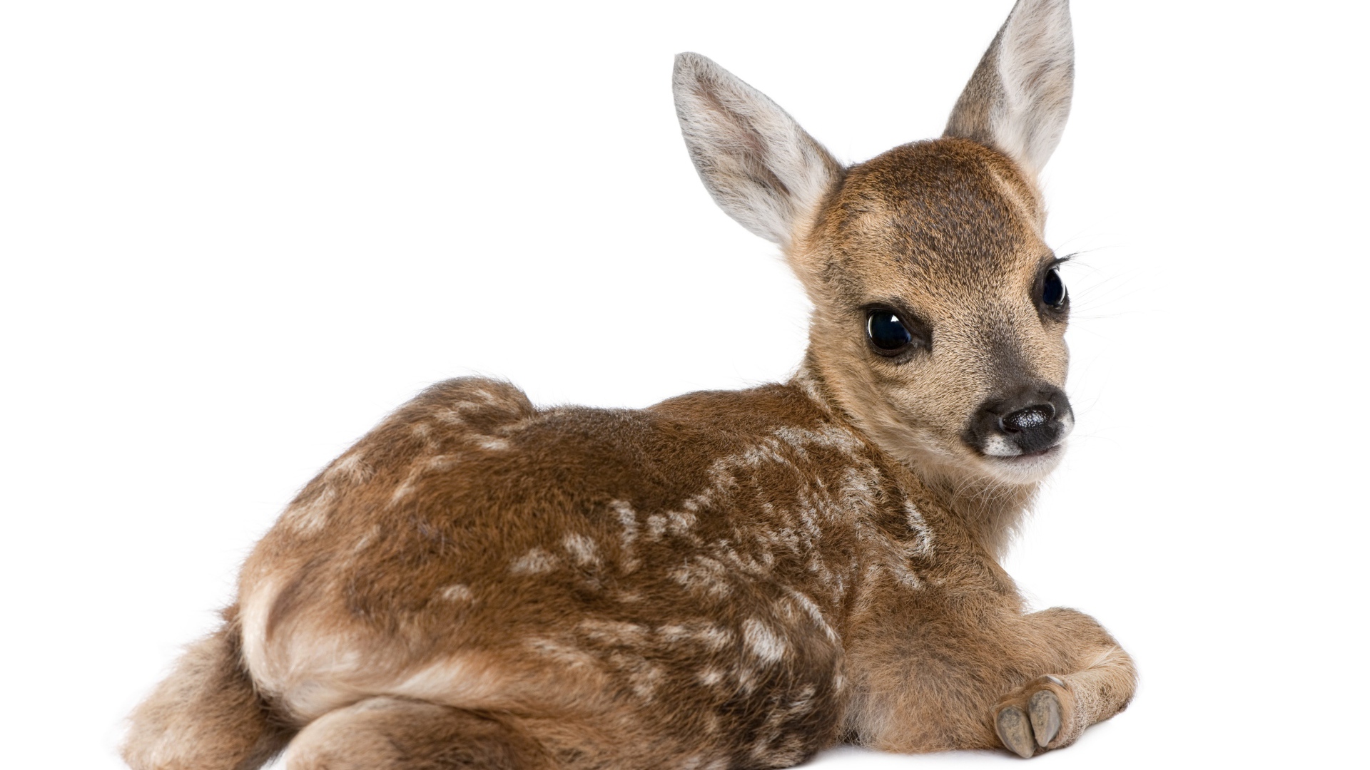 Маленький олененок на белом фоне