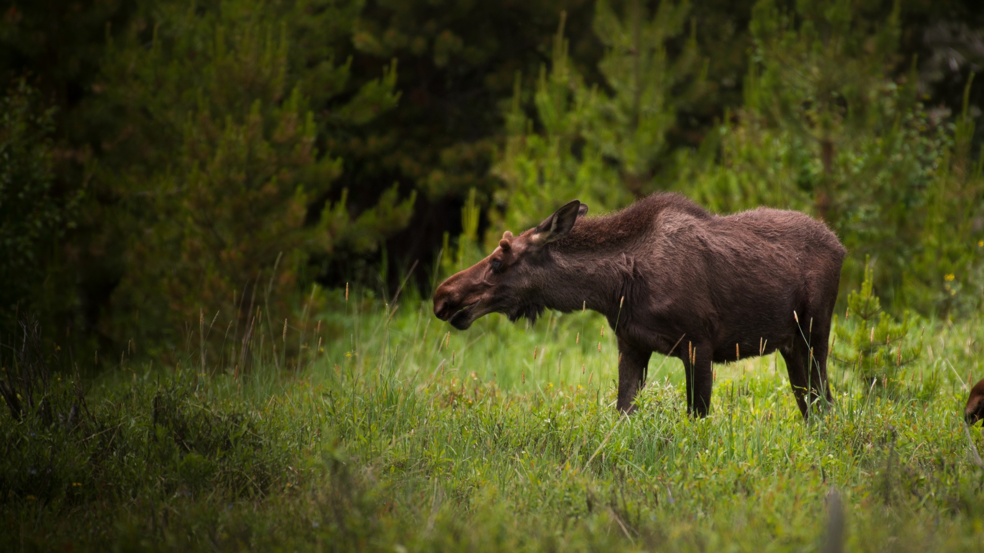 Большой лось пасется на зеленой траве