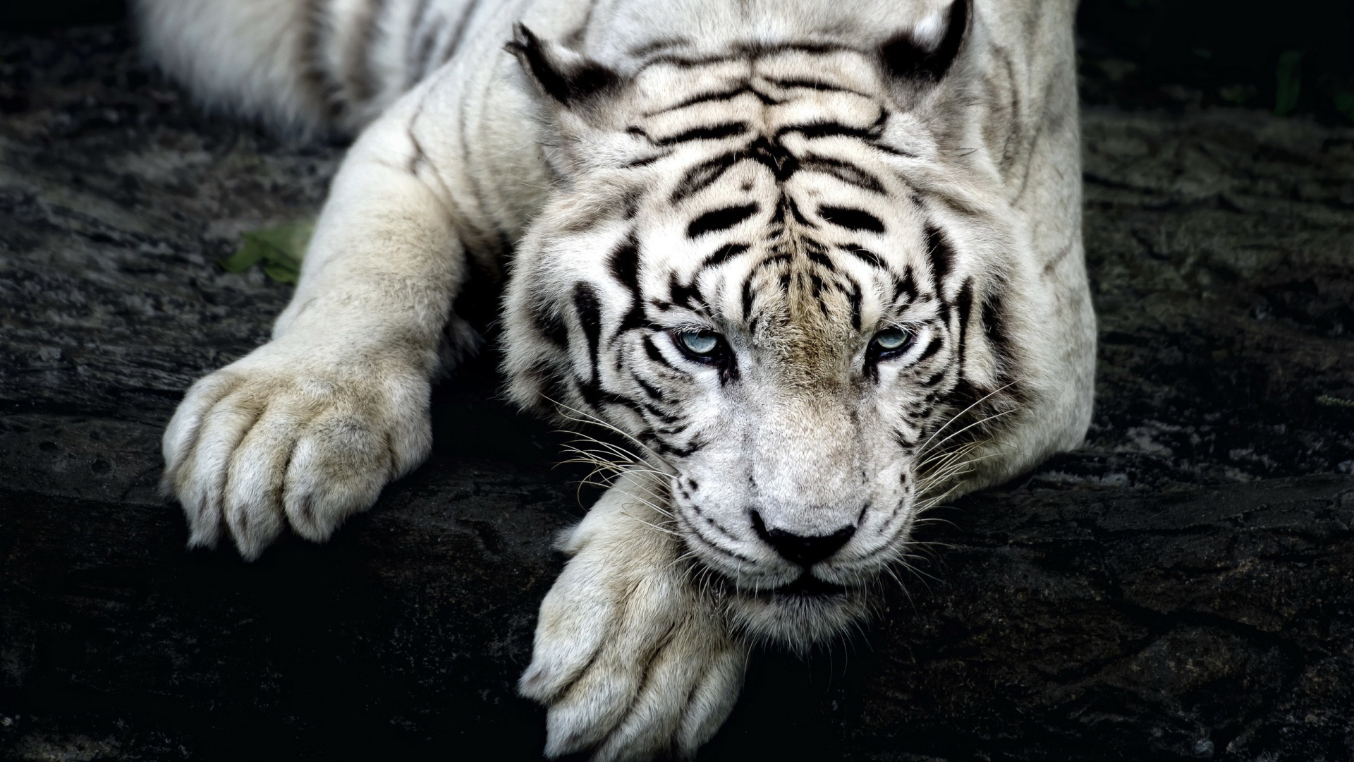 Большой голубоглазый белый тигр лежит на дереве 