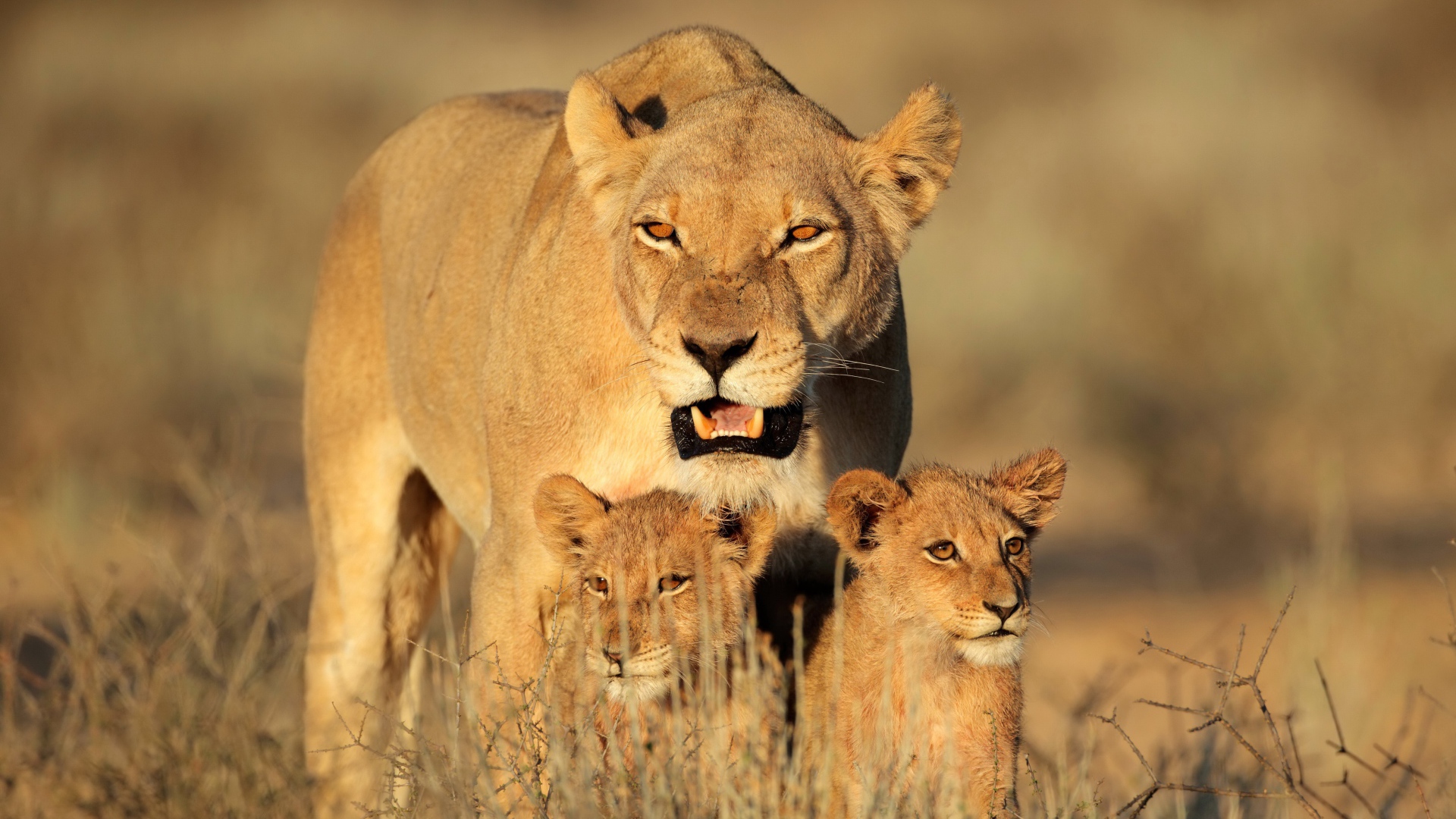 Большая львица с двумя маленькими львятами идет по сухой траве