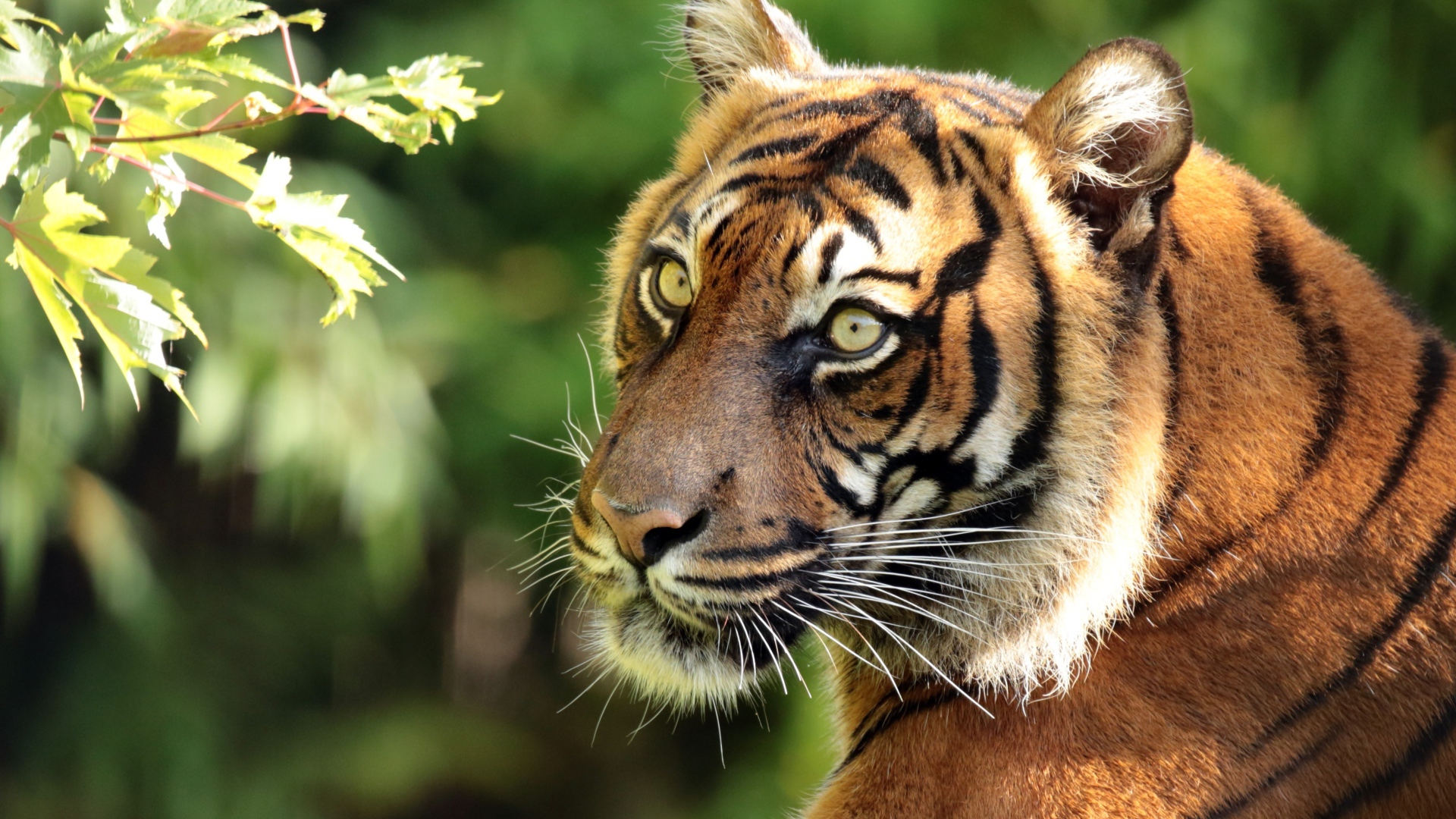 Большой полосатый тигр у ветки дерева