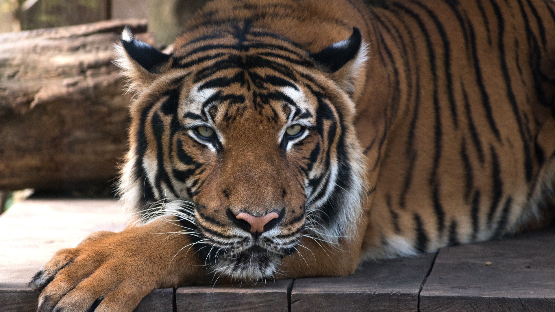 Большой полосатый тигр лежит на деревянном полу 