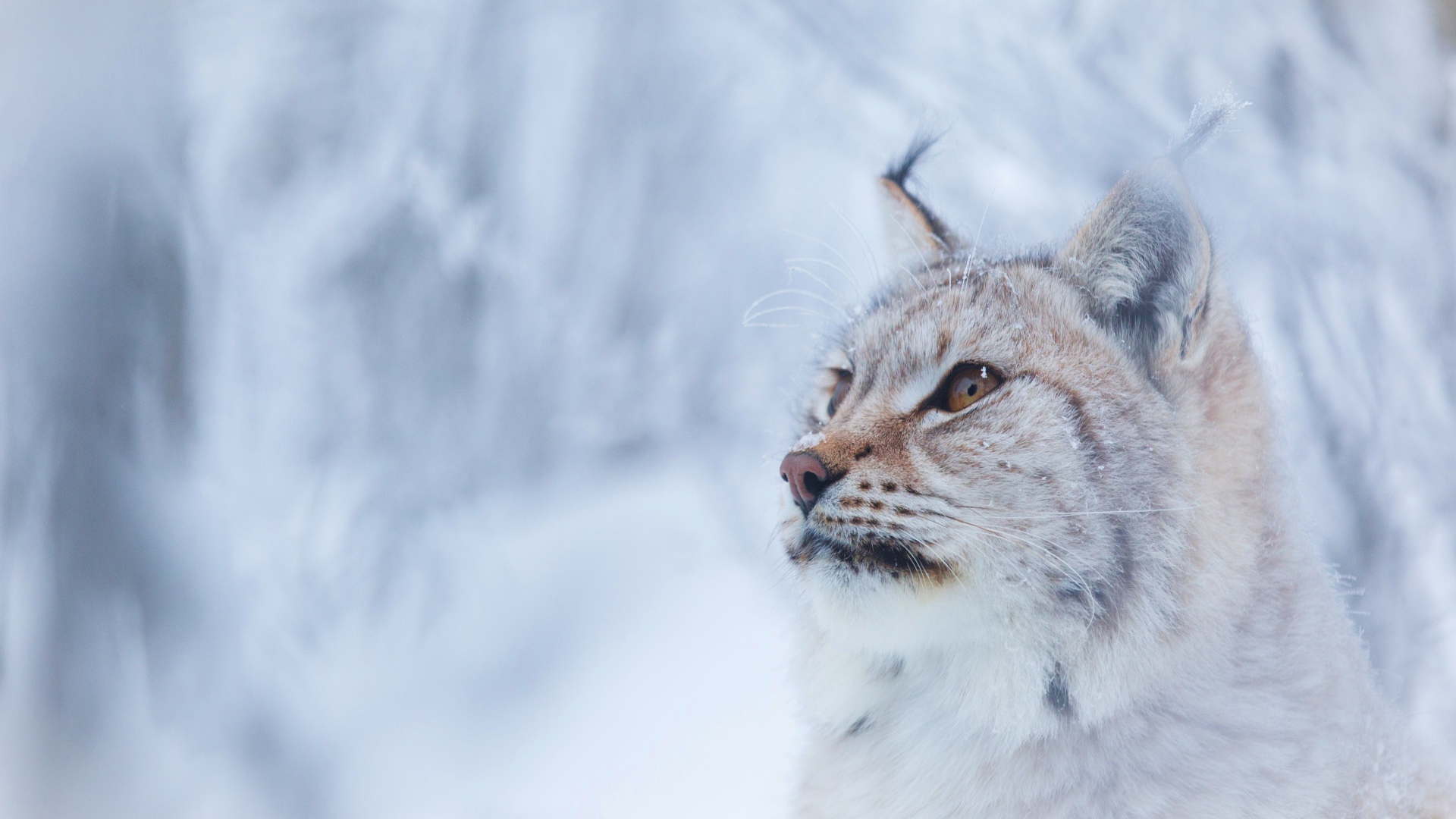 Большая красивая рысь зимой