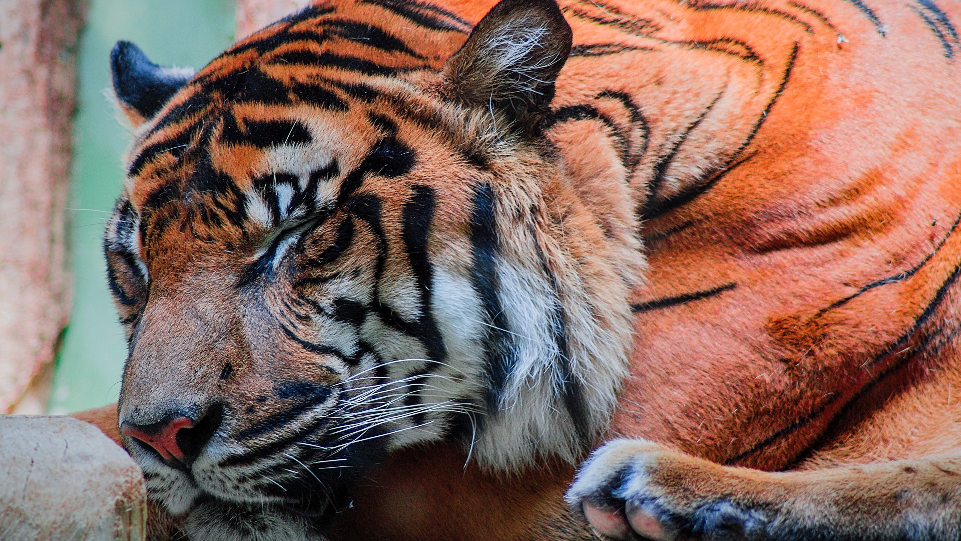 Большой красивый спящий тигр