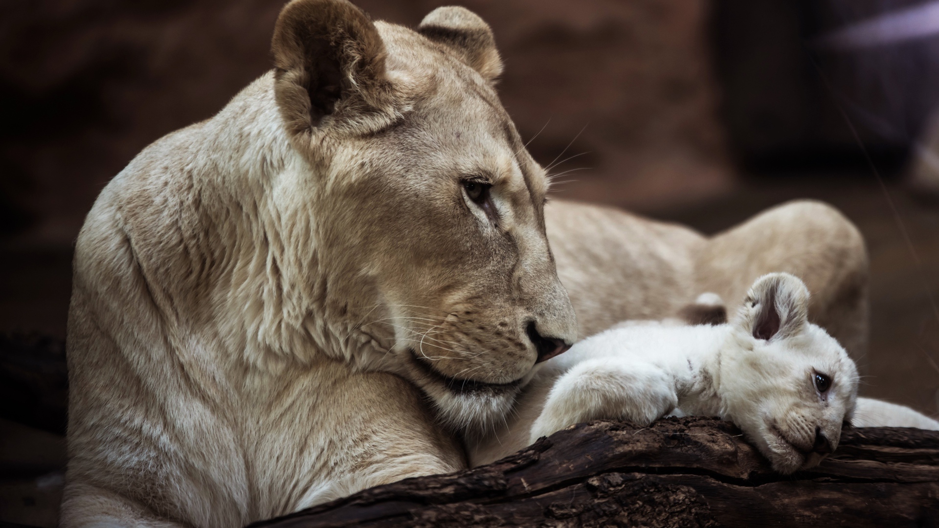Большая львица с маленьким львенком в зоопарке