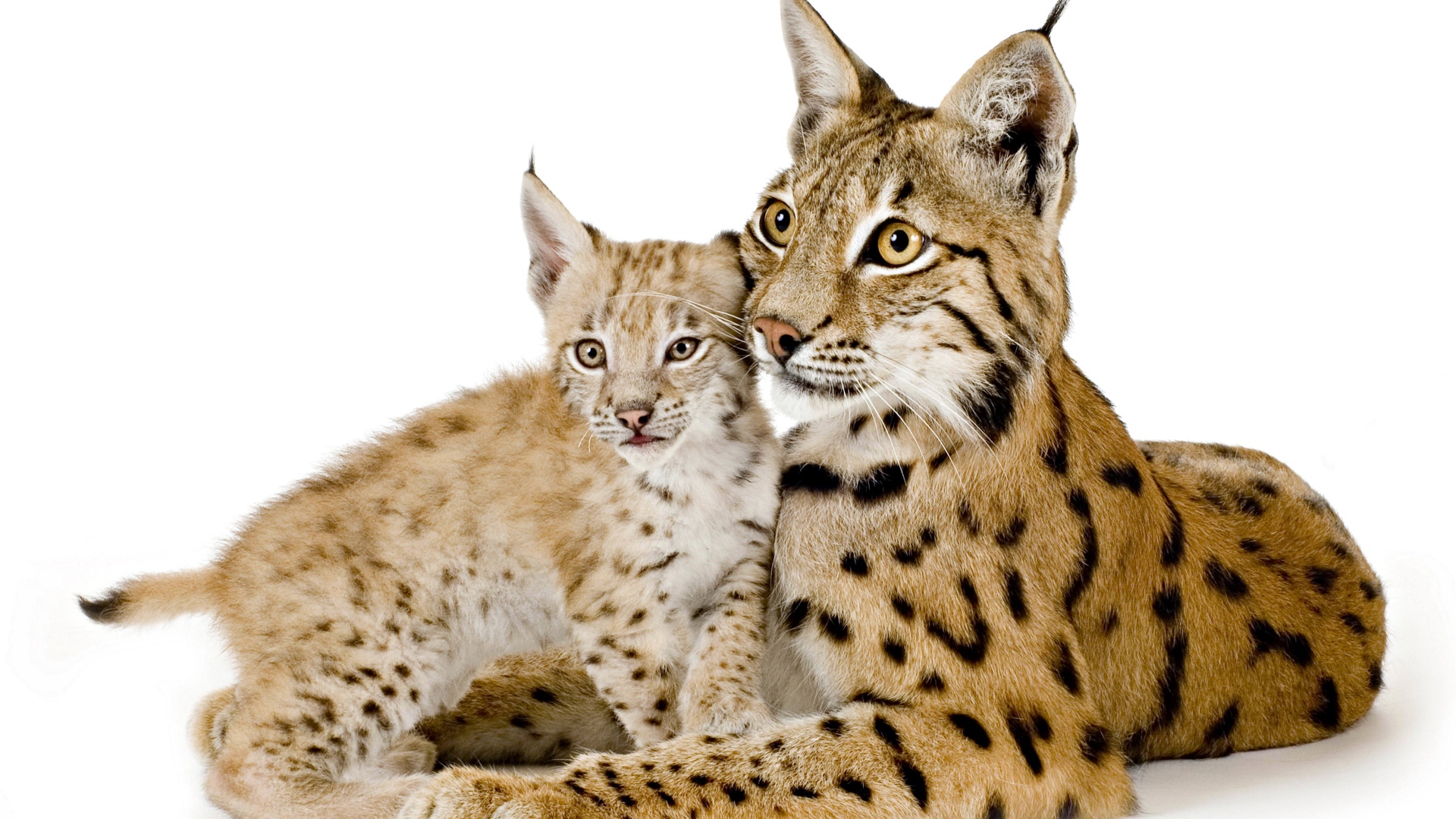 Большая рысь с маленьким детенышем на белом фоне