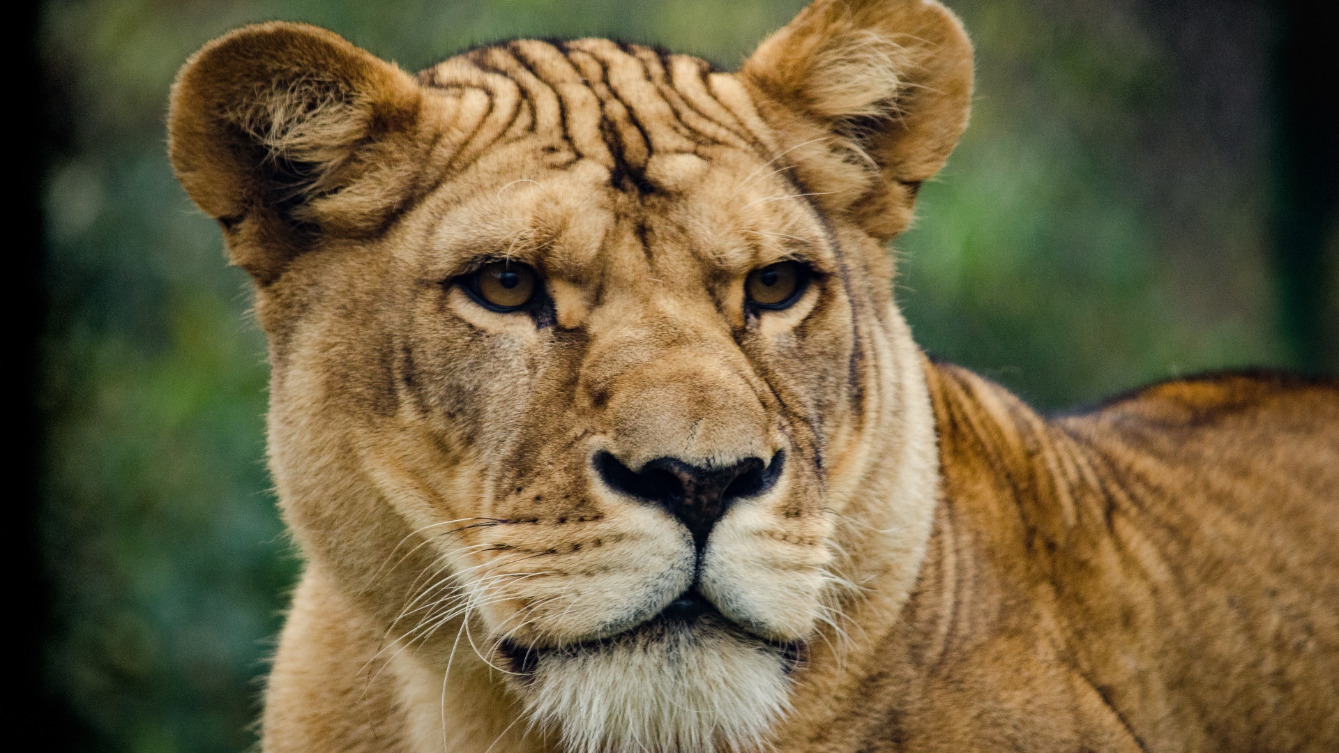 Большая серьезная львица