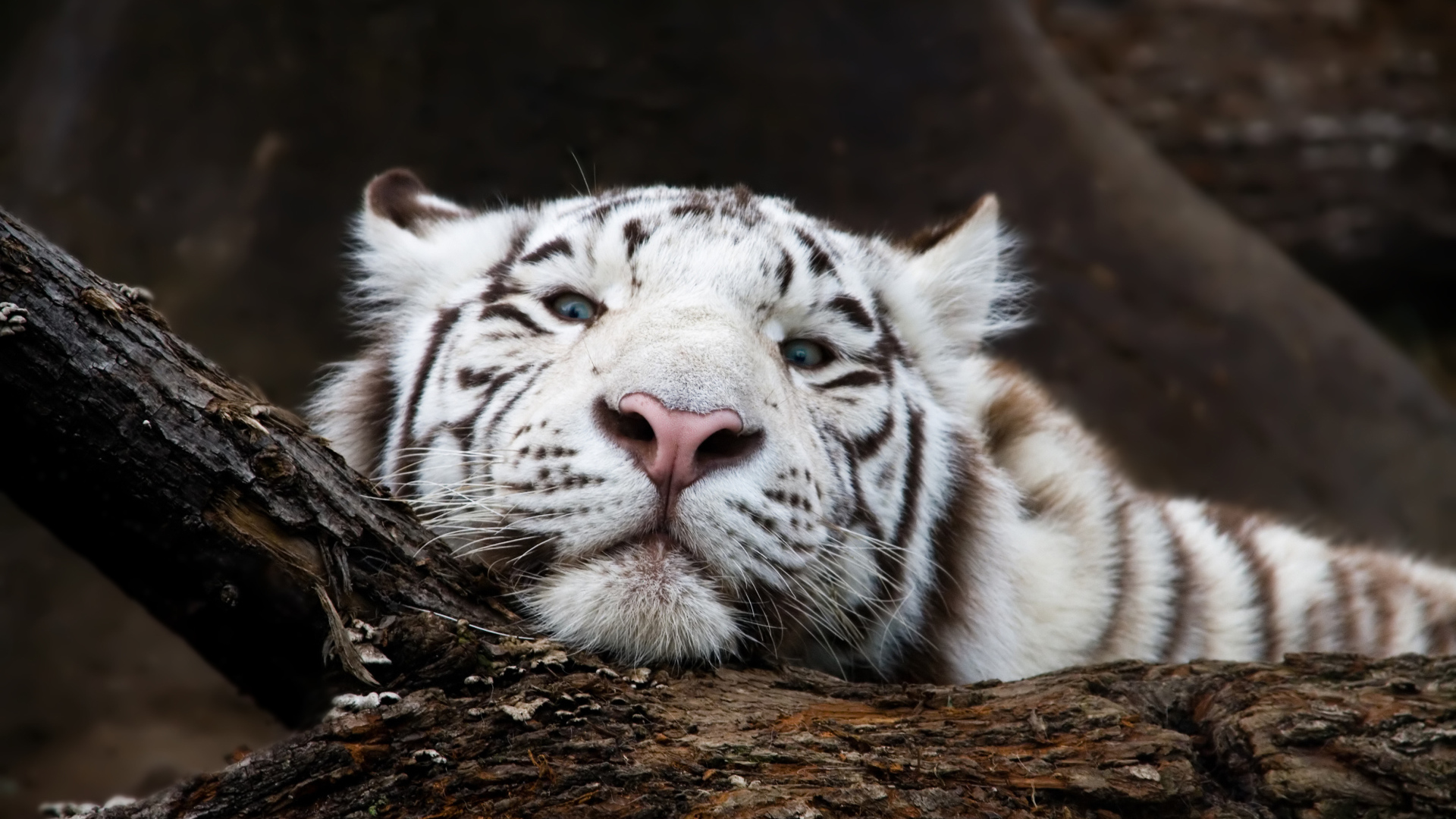 Большой белый тигр лежит на дереве