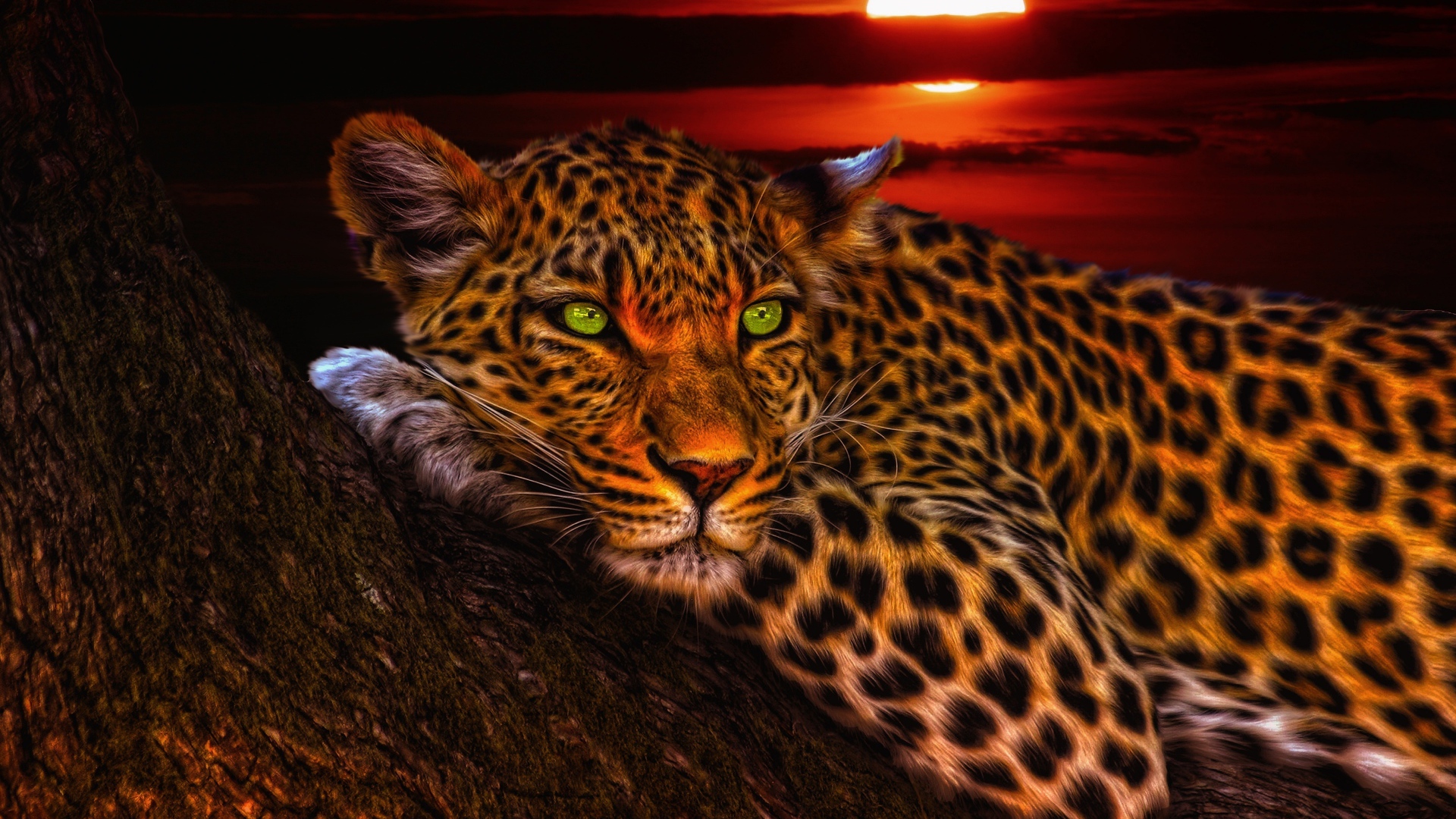 Зеленоглазый леопард лежит на дереве на закате солнца