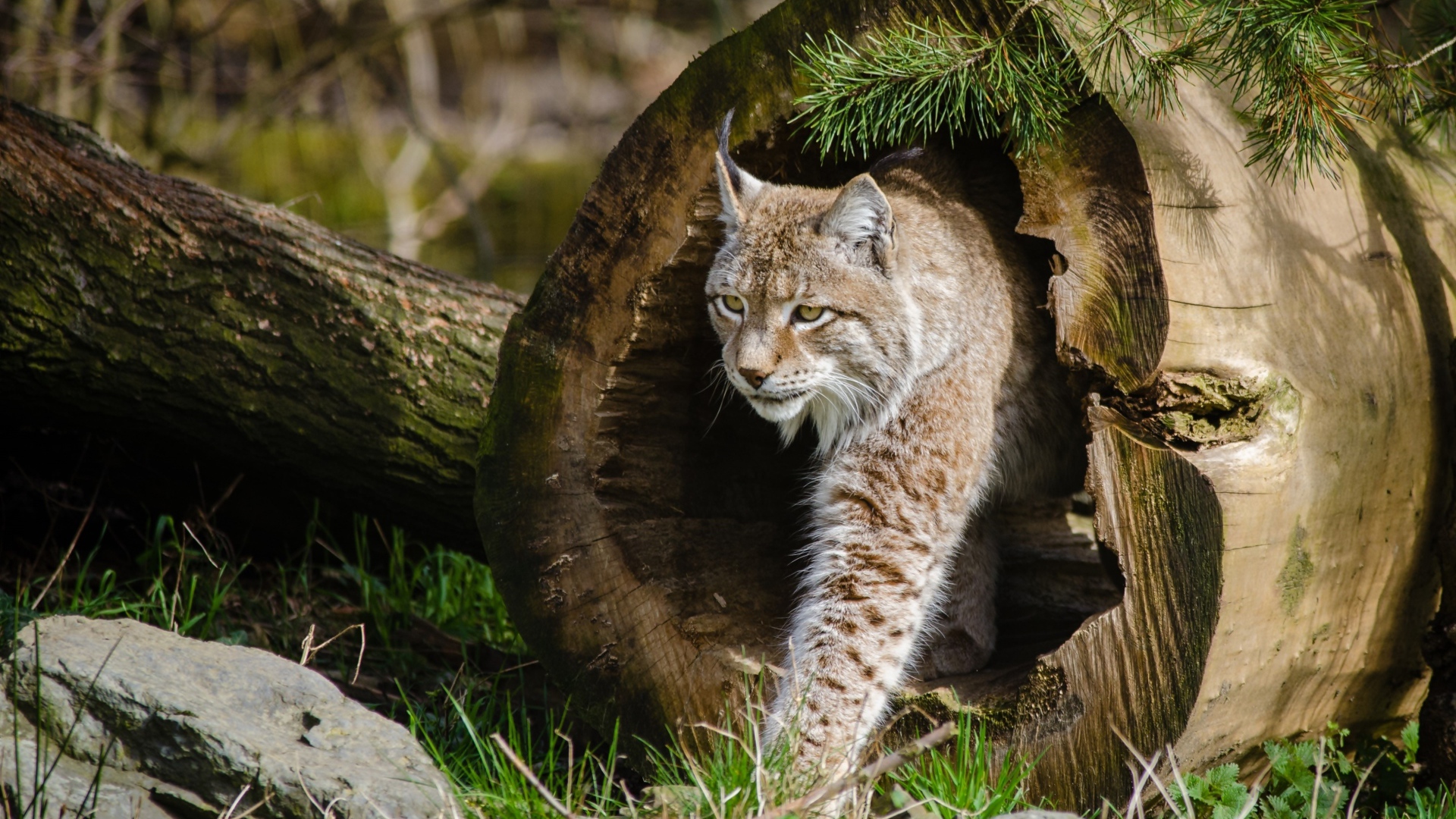Рысь в сухом дереве в сосновом лесу
