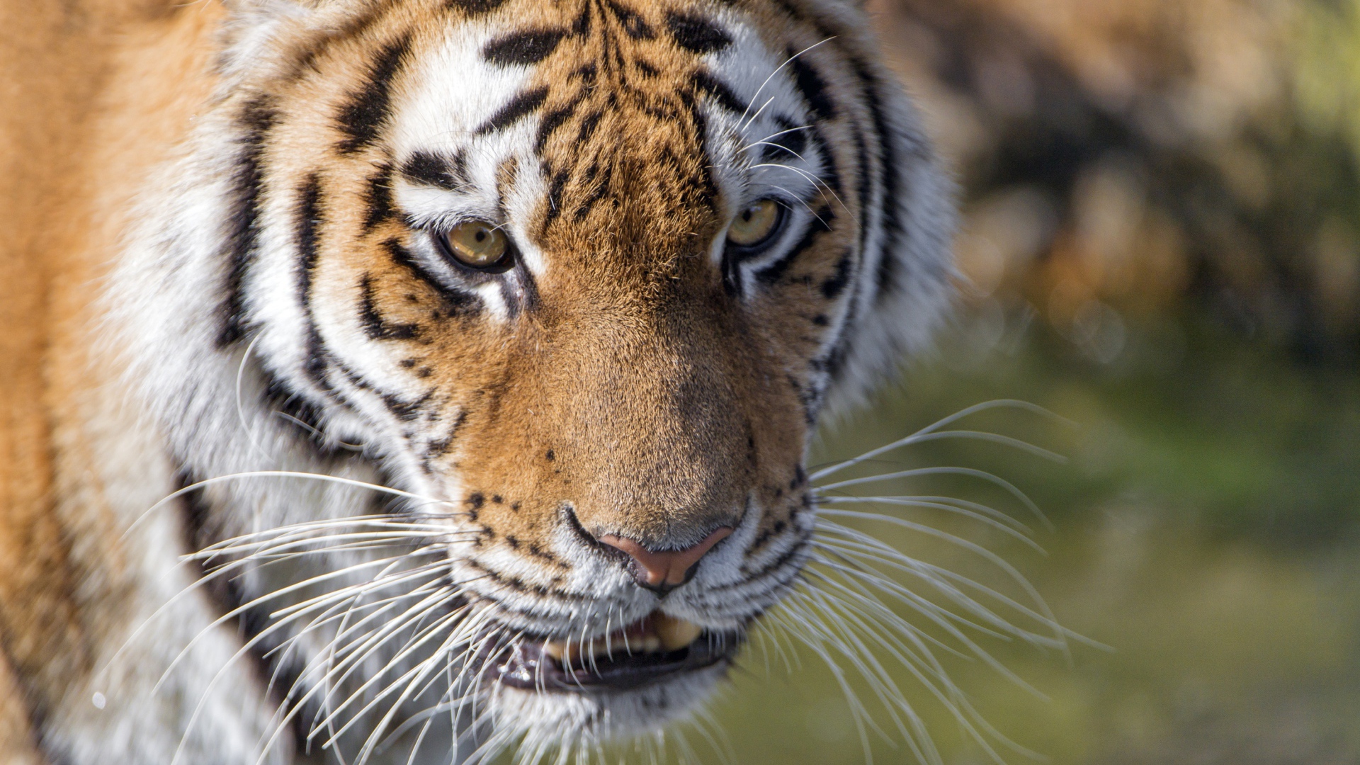 Морда большого тигра