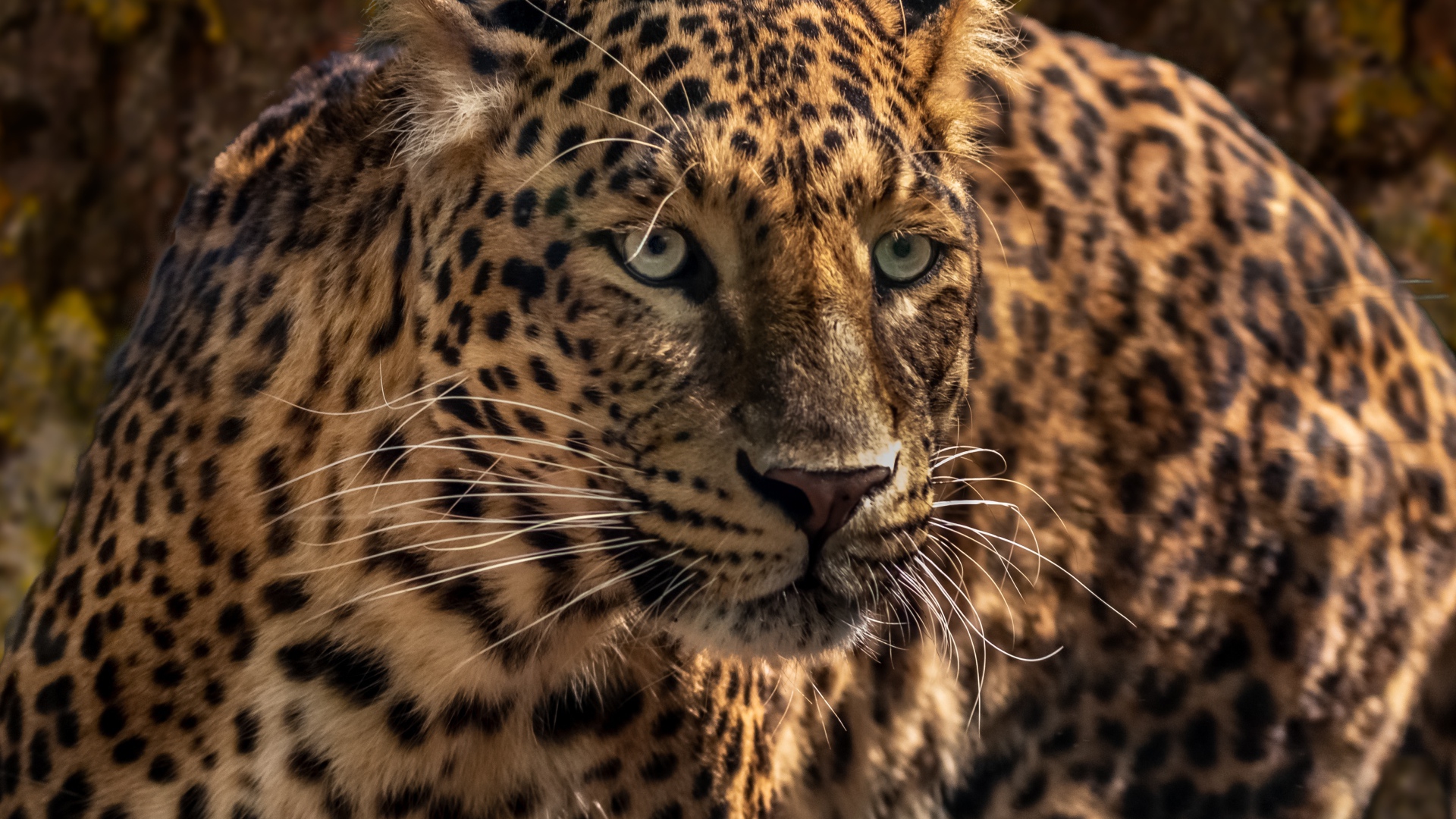 Испуганный большой леопард 