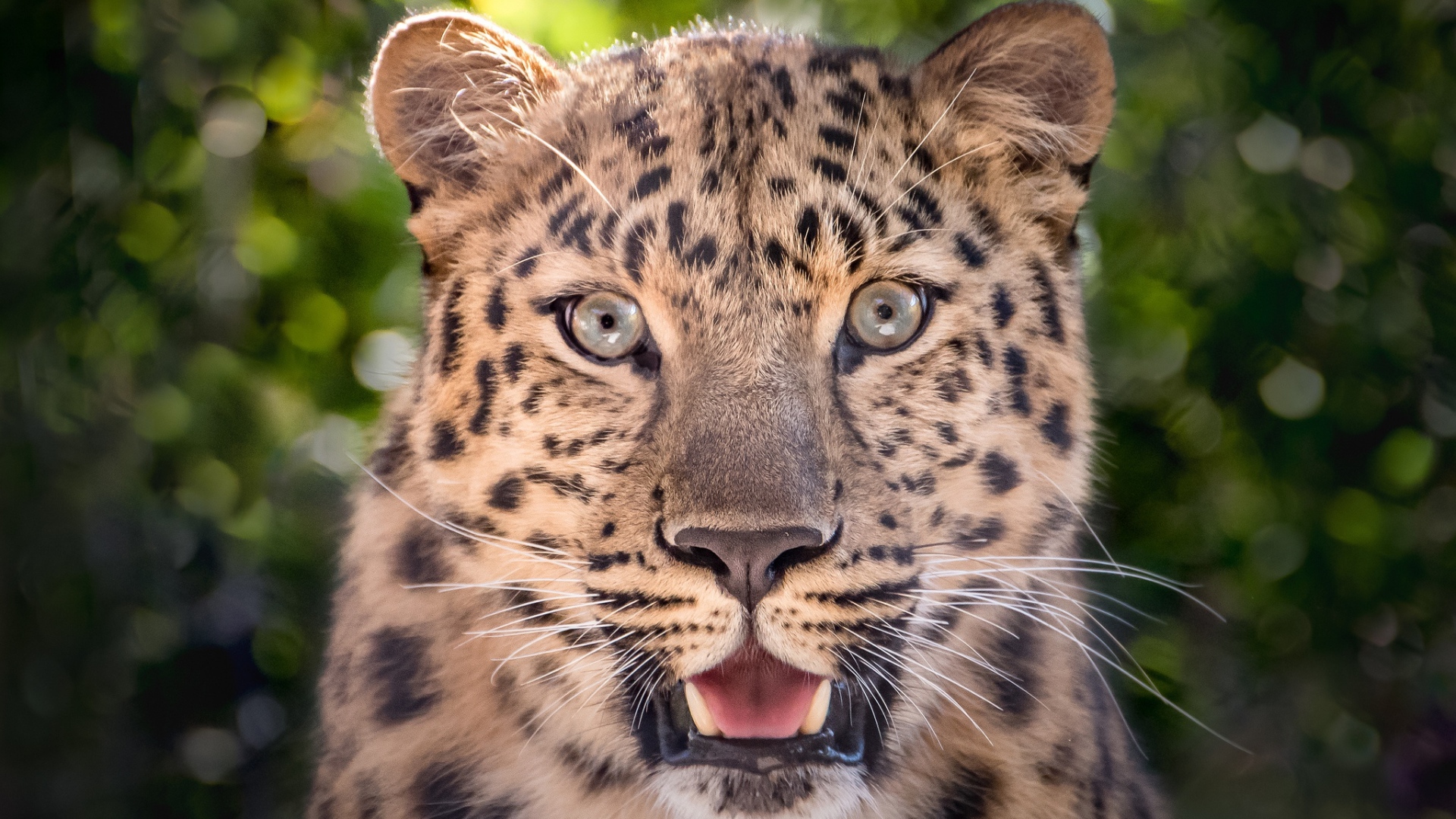 Spotted leopard with open mouth