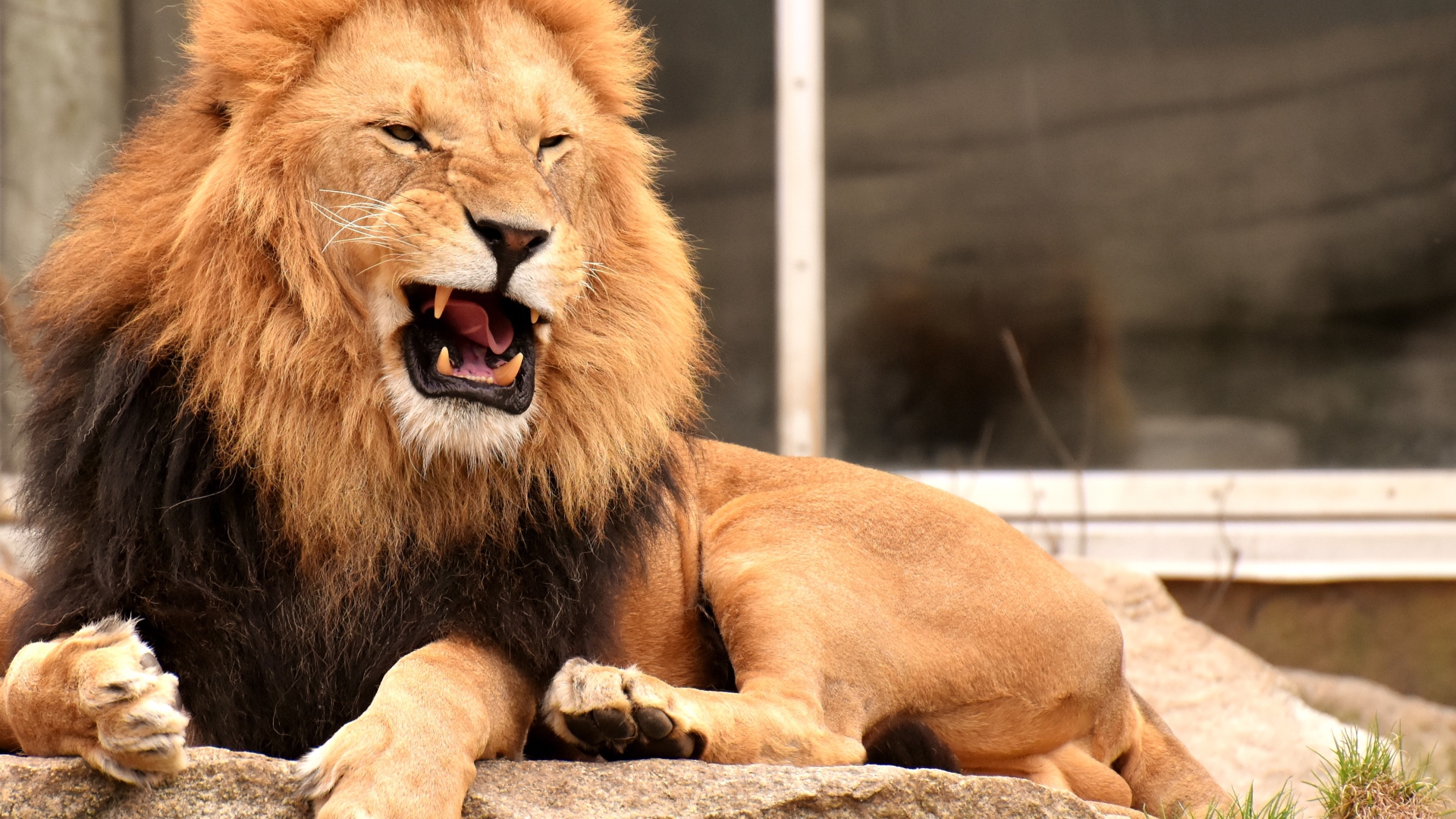 Грозный большой лев лежит на камне