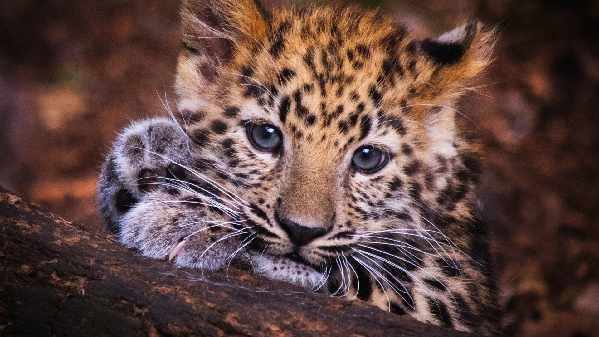 Маленький детеныш леопарда лежит на дереве