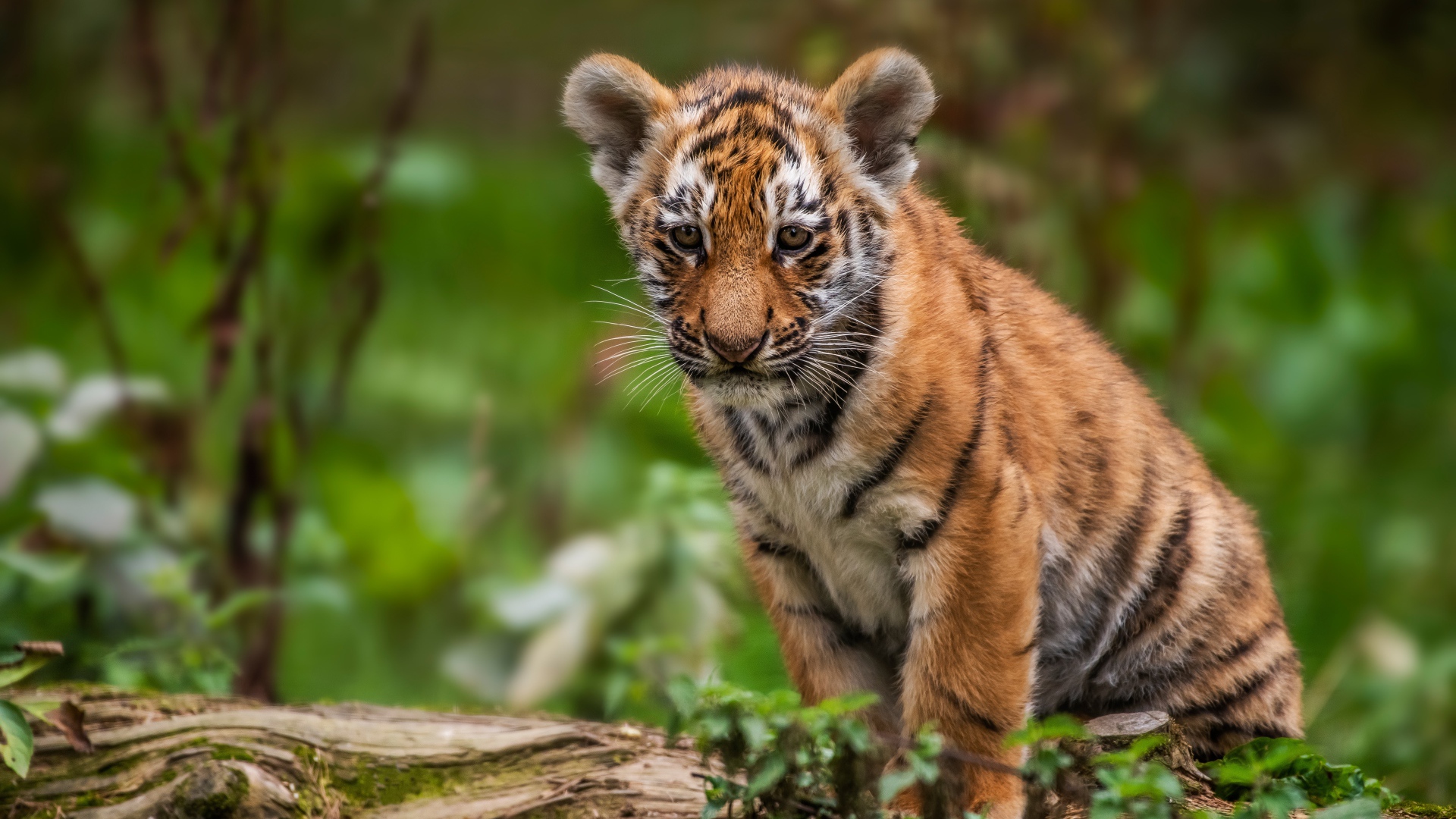 Маленький грустный тигренок сидит на сухом дереве