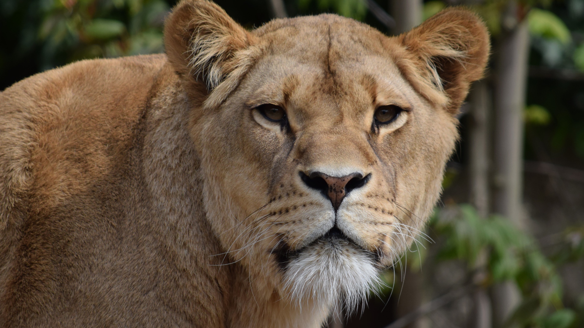 Взгляд большой грозной львицы