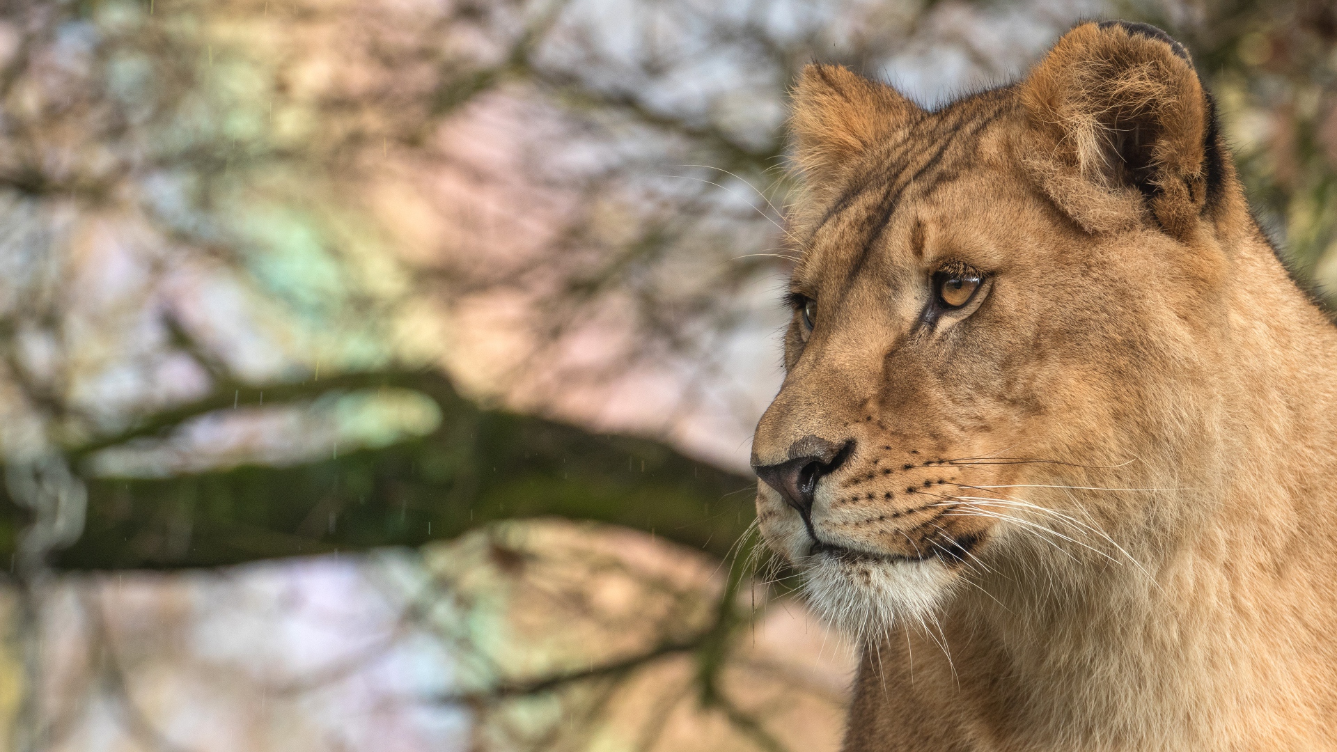 Взгляд  большой серьезной львицы