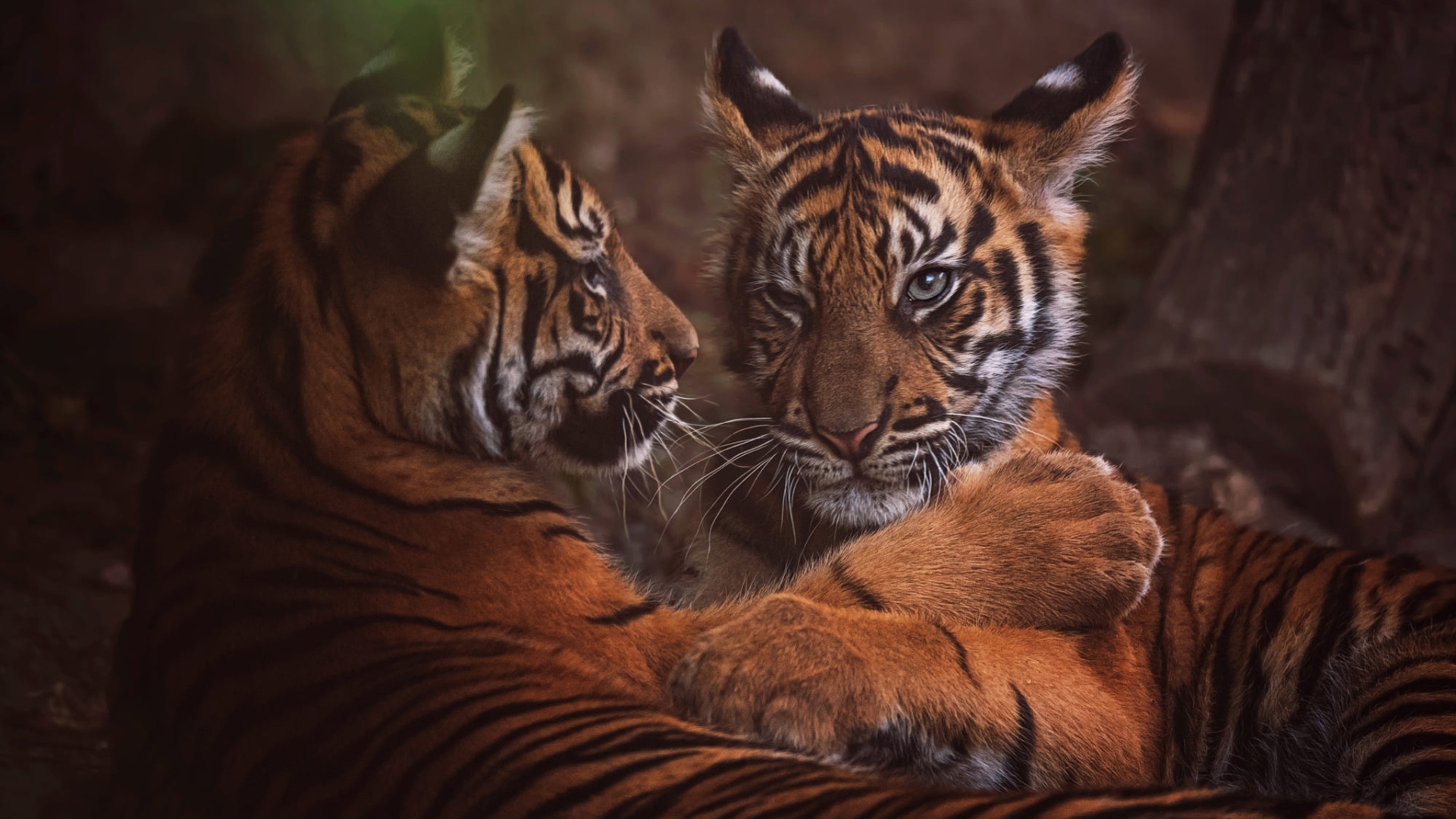 Два маленький тигренка играют