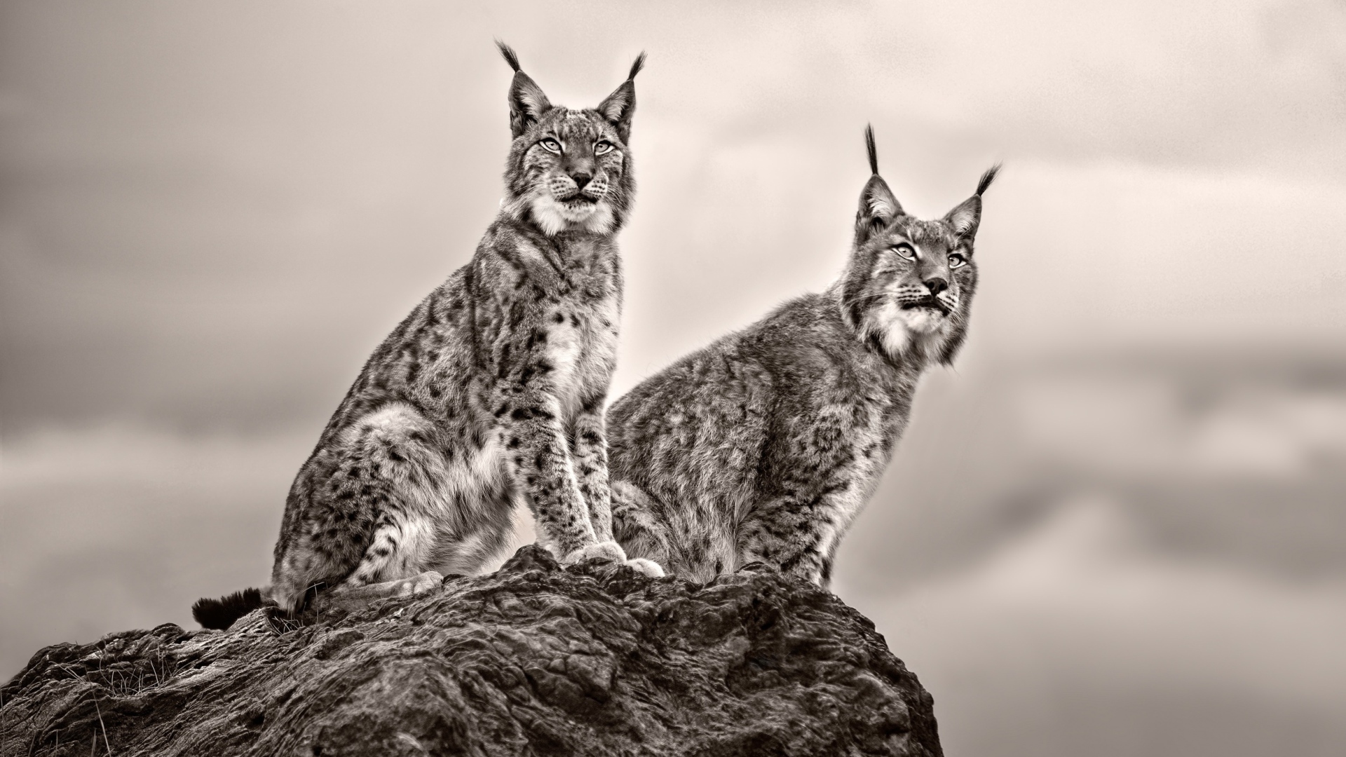 Две рыси сидят на камне