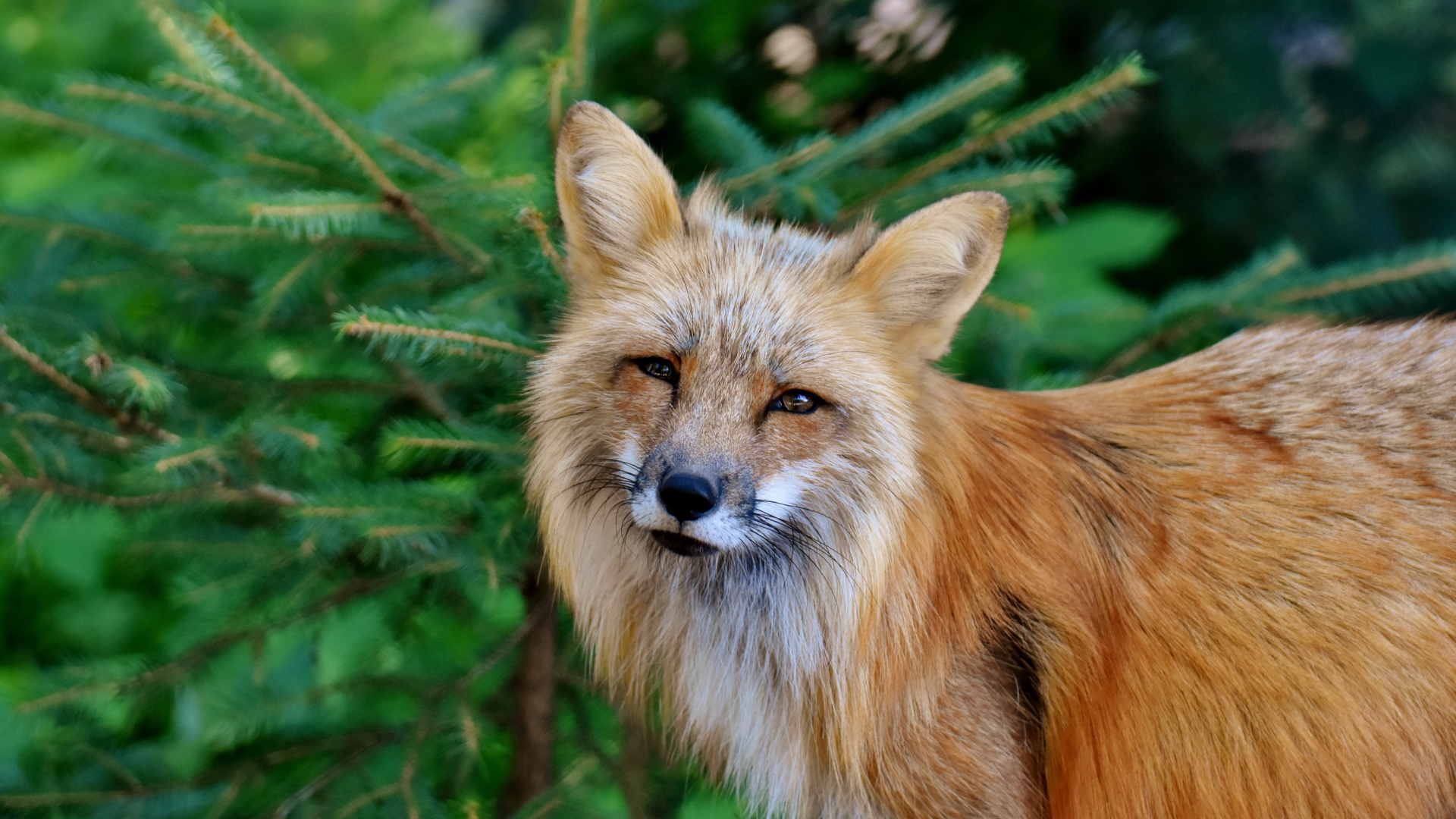 Хитрая рыжая лиса стоит у ели 