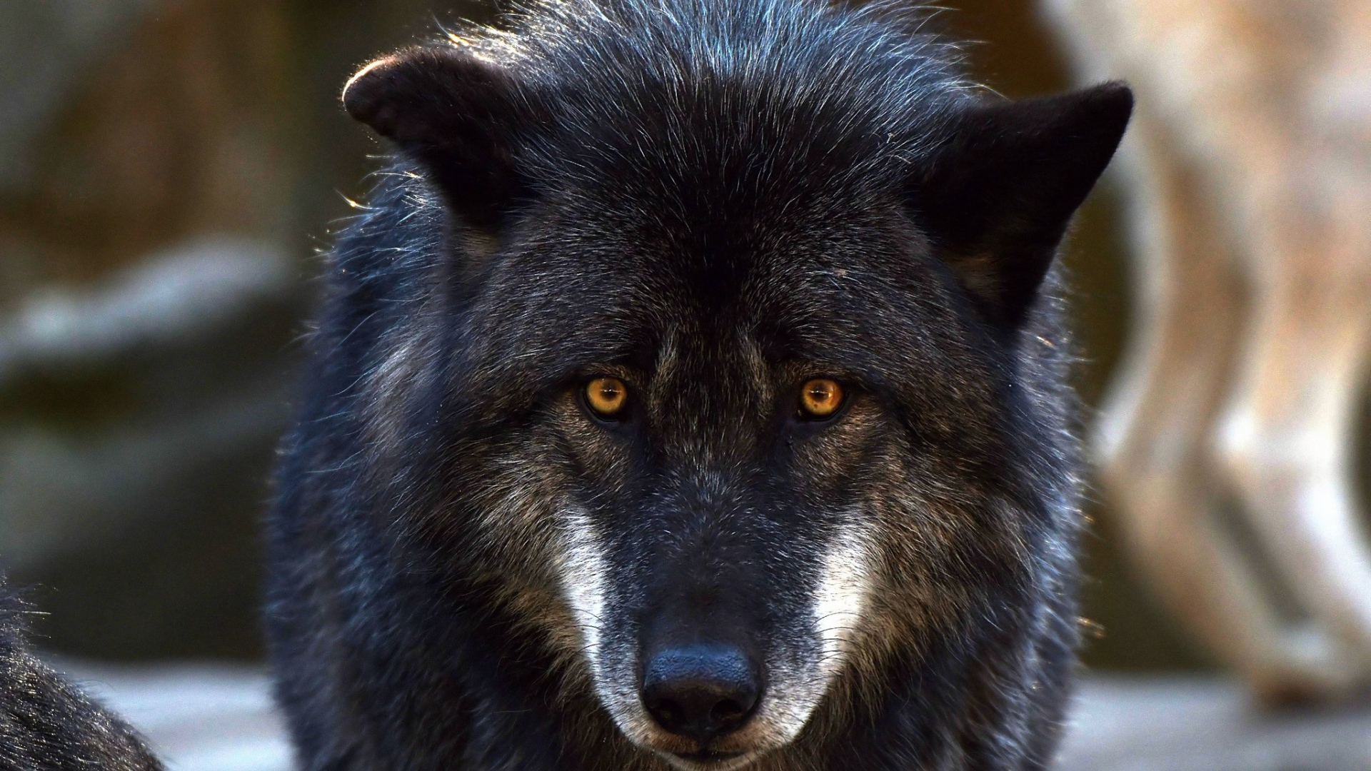 Большой черный волк с желтыми глазами 