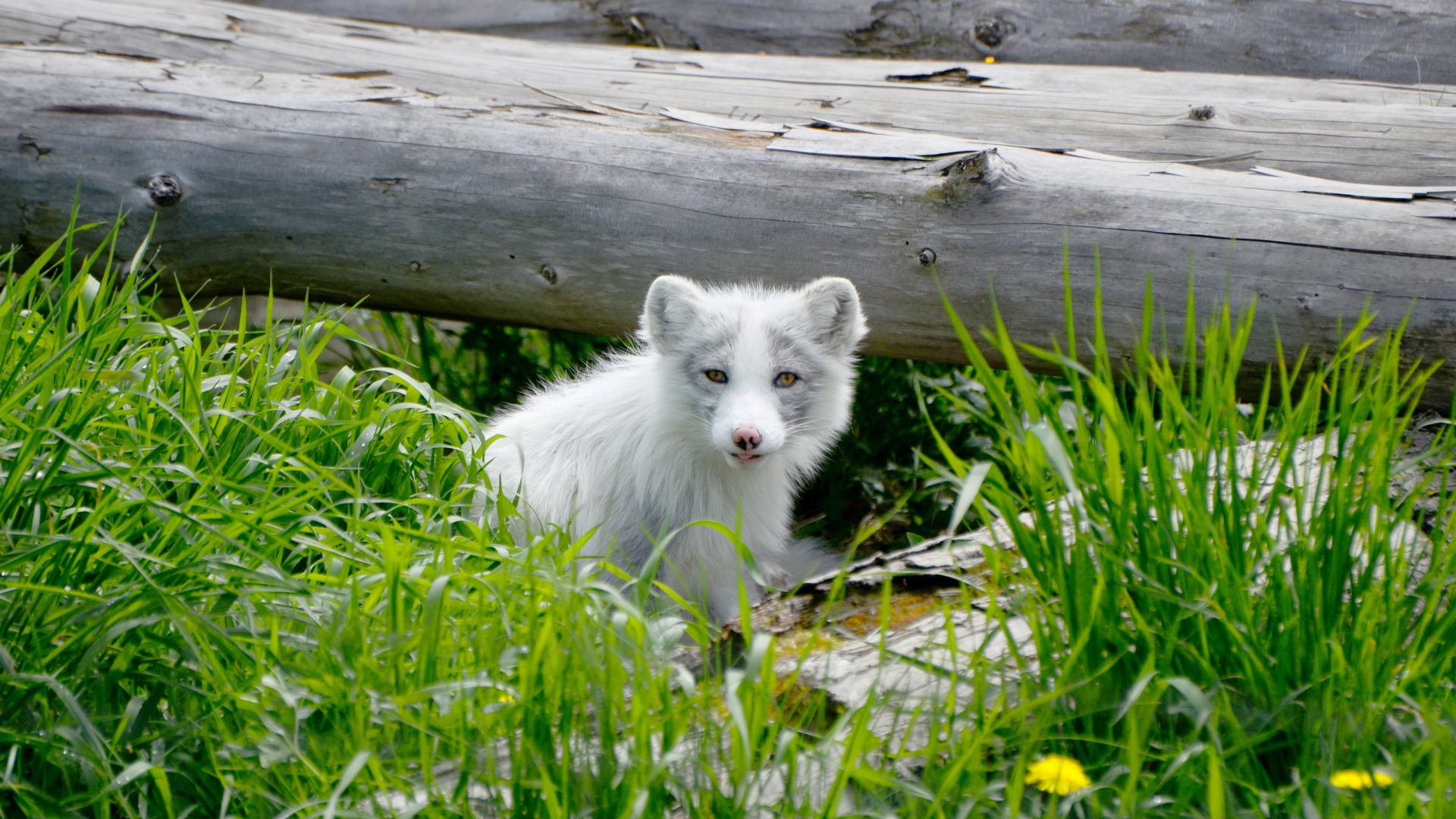 Маленький песец сидит в зеленой траве