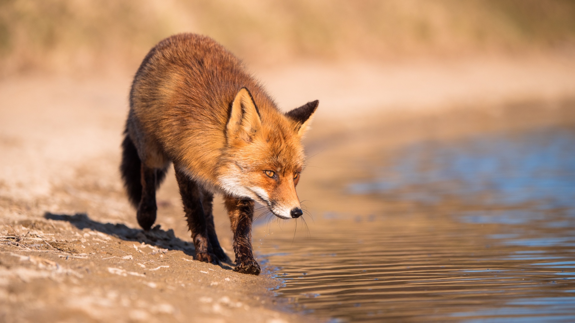 Рыжая лиса у воды