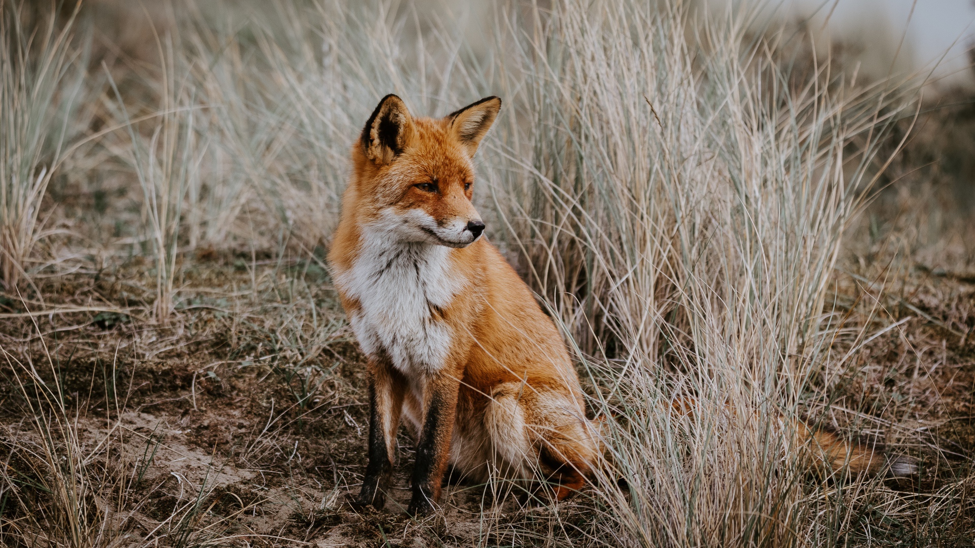 Грустная рыжая лиса сидит в траве