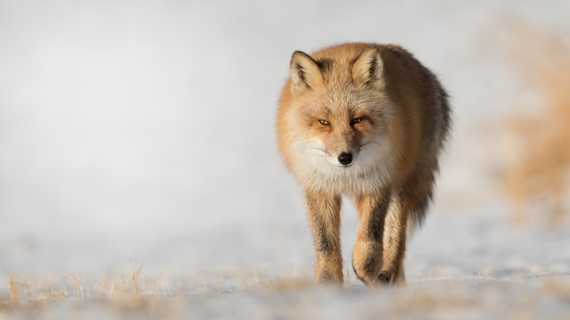 Хитрая рыжая лиса крупным планом